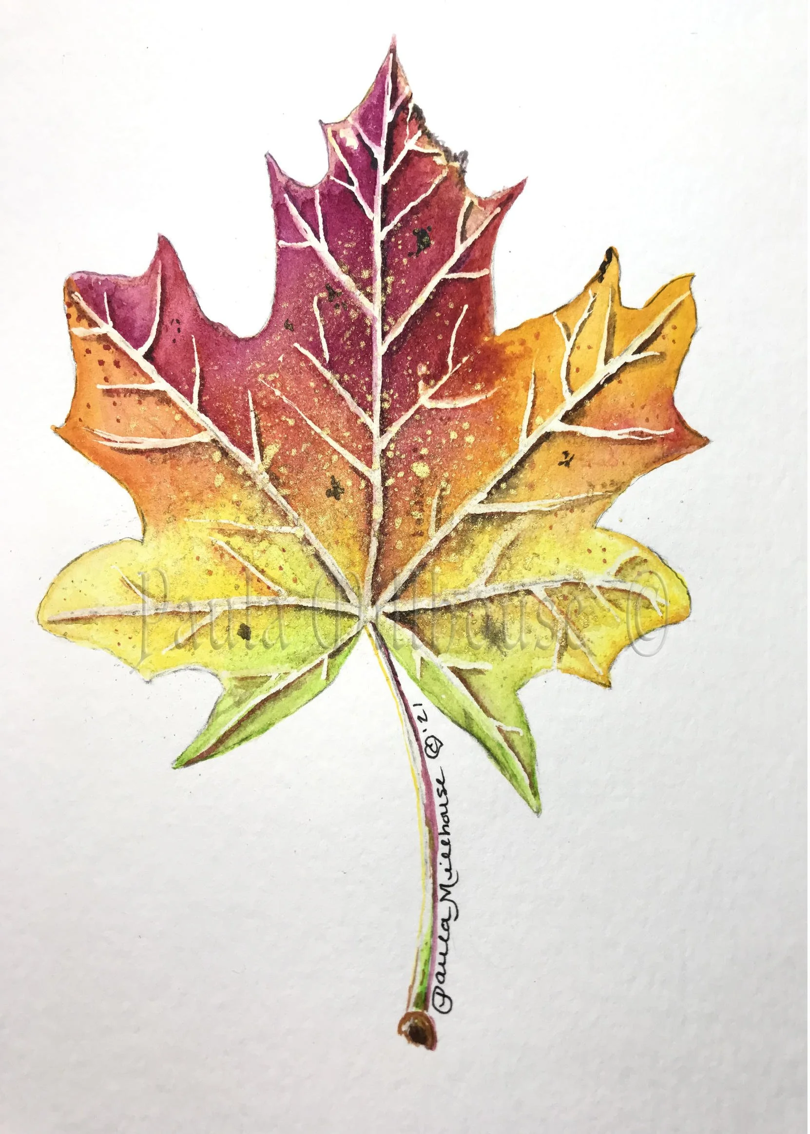 Golden Maple Light.#1144.Paula Millhouse.Web.jpg