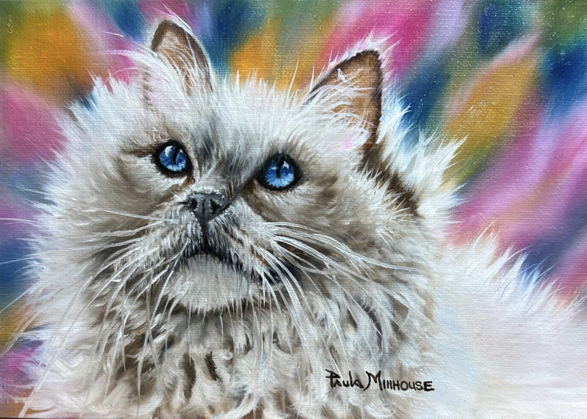 Siberiean-Cat-Pet-Portrait-Oil-Painting-of-Snowball-by-Paula-Millhouse.Web.jpg