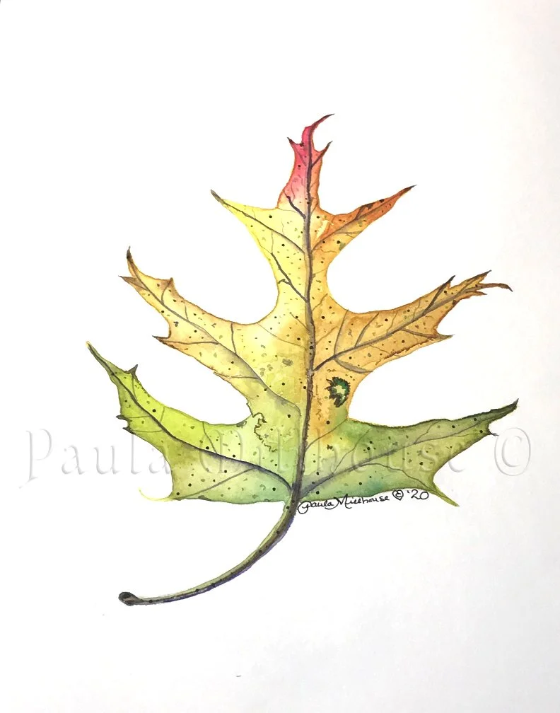 Crimson Autumn Fire.#1082.Paula Millhouse.Web.jpg