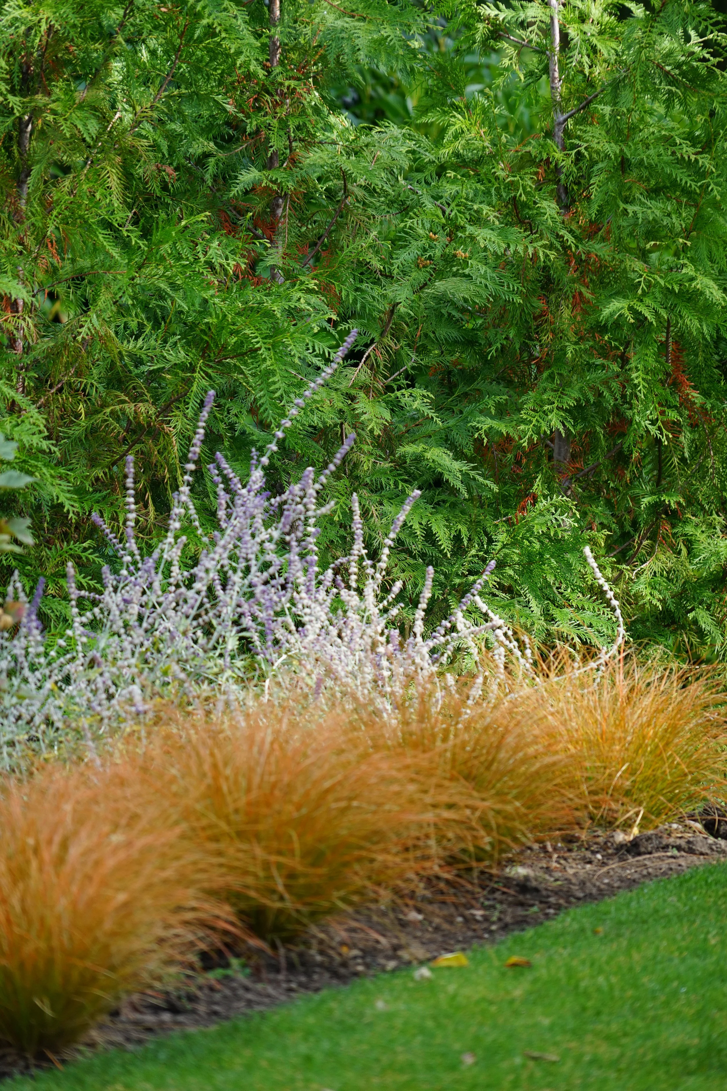 A colorful garden with various green plants, including ferns and ornamental grasses, and purple flowering plants