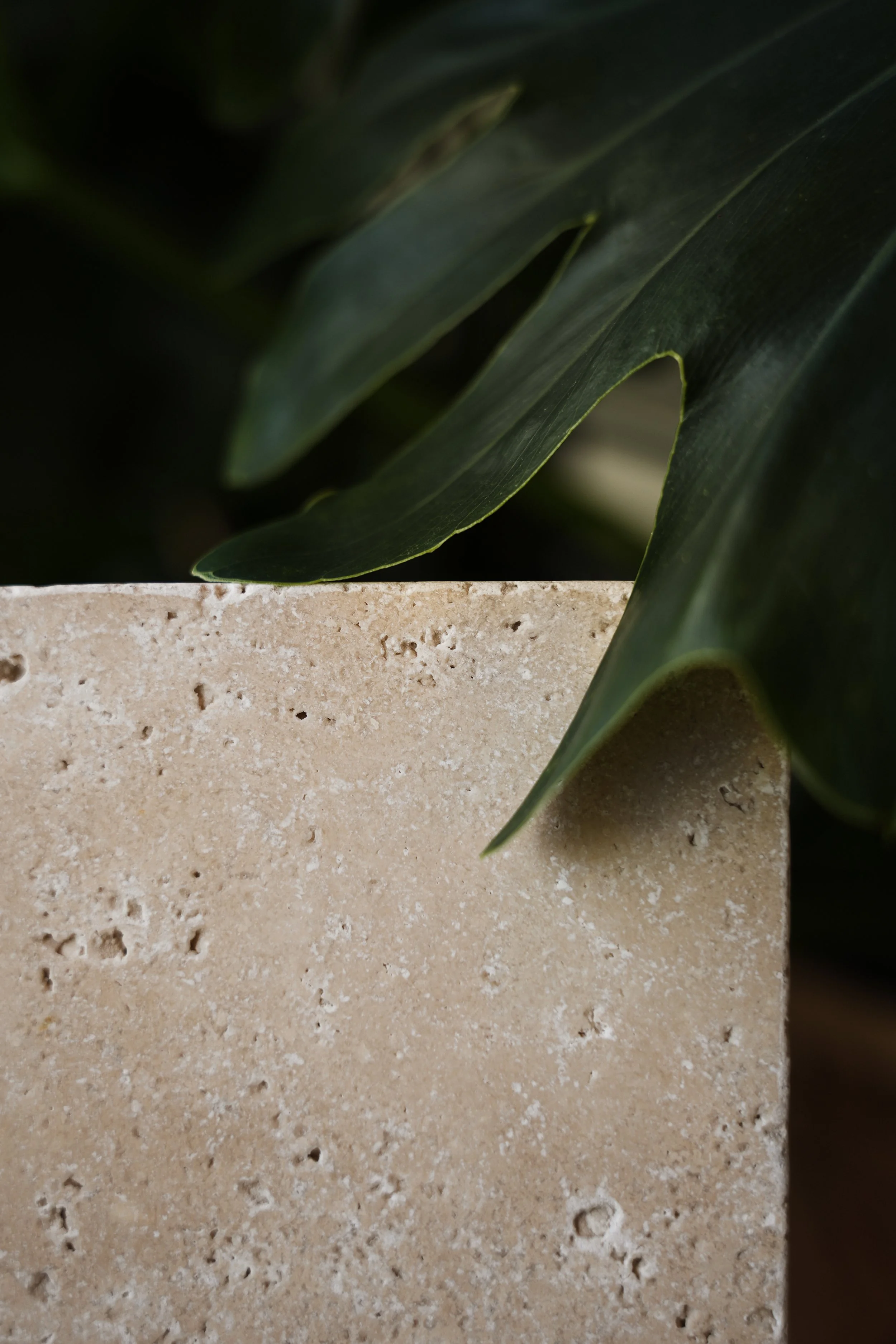 Close-up of green leaves overlapping a beige textured surface.