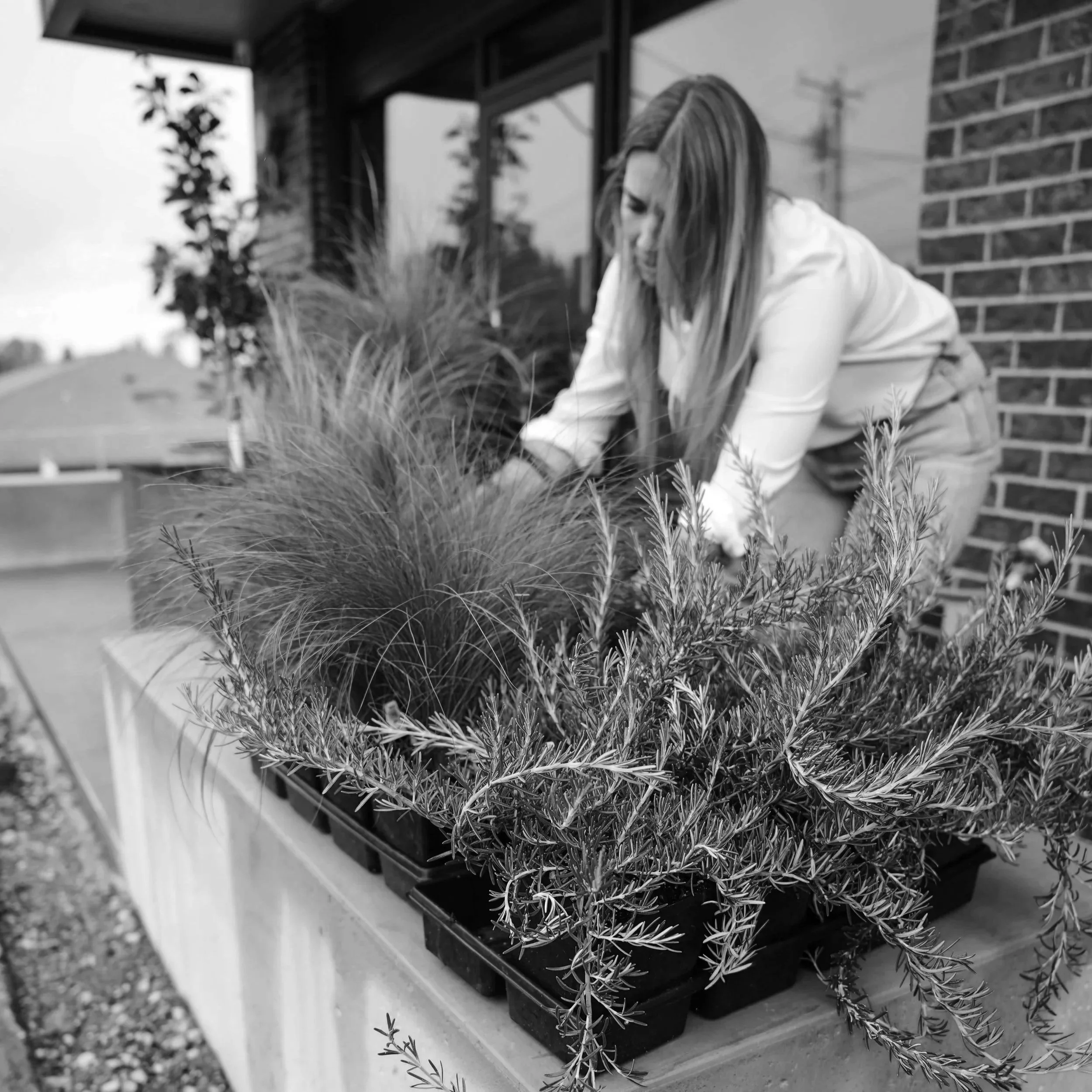 Black and white photo of potted rosemary plant on a window ledge outside a house, brick wall in background.