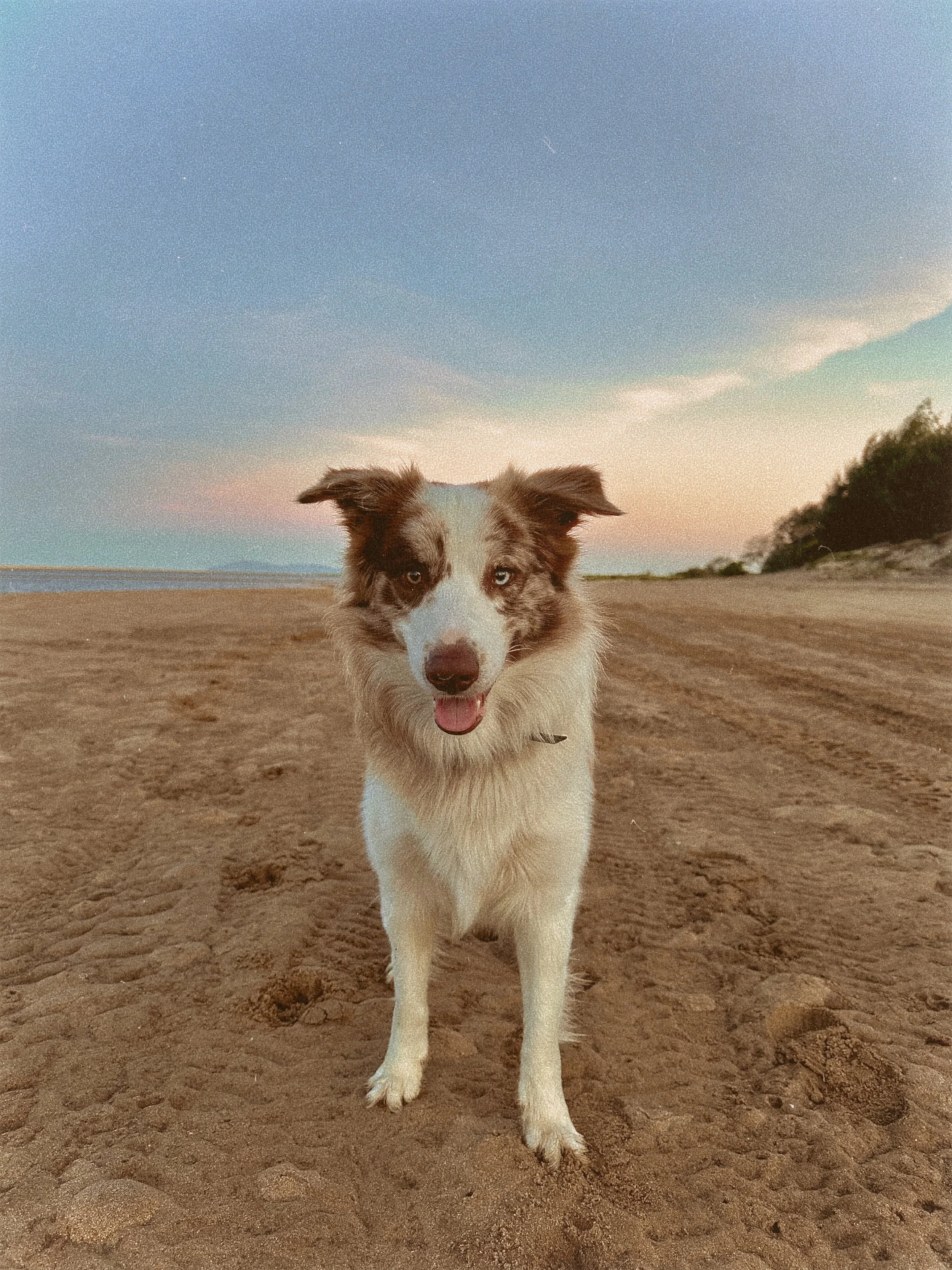 A dog with blue eyes and a merle coat pattern standing on a sandy beach during sunset, with a sky transitioning from blue to pink and a distant shoreline with trees in the background.