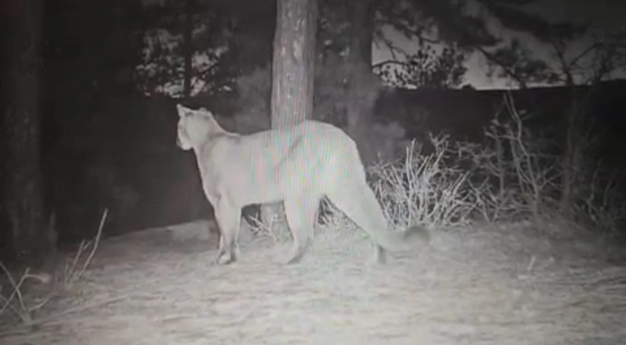 Night vision image of a mountain lion walking near trees and shrubs in a wooded area.