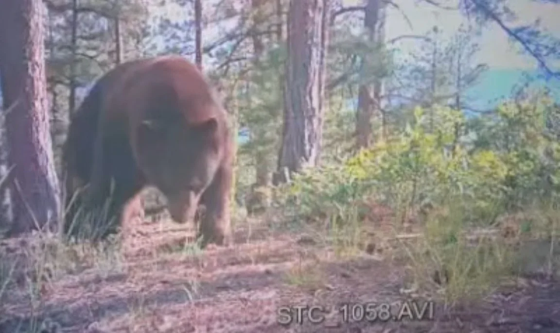 A brown bear walking through a forest with tall trees and green bushes.