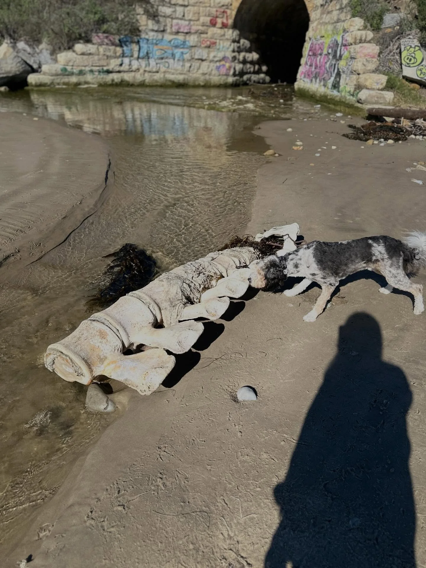Found some bones, the size of my car