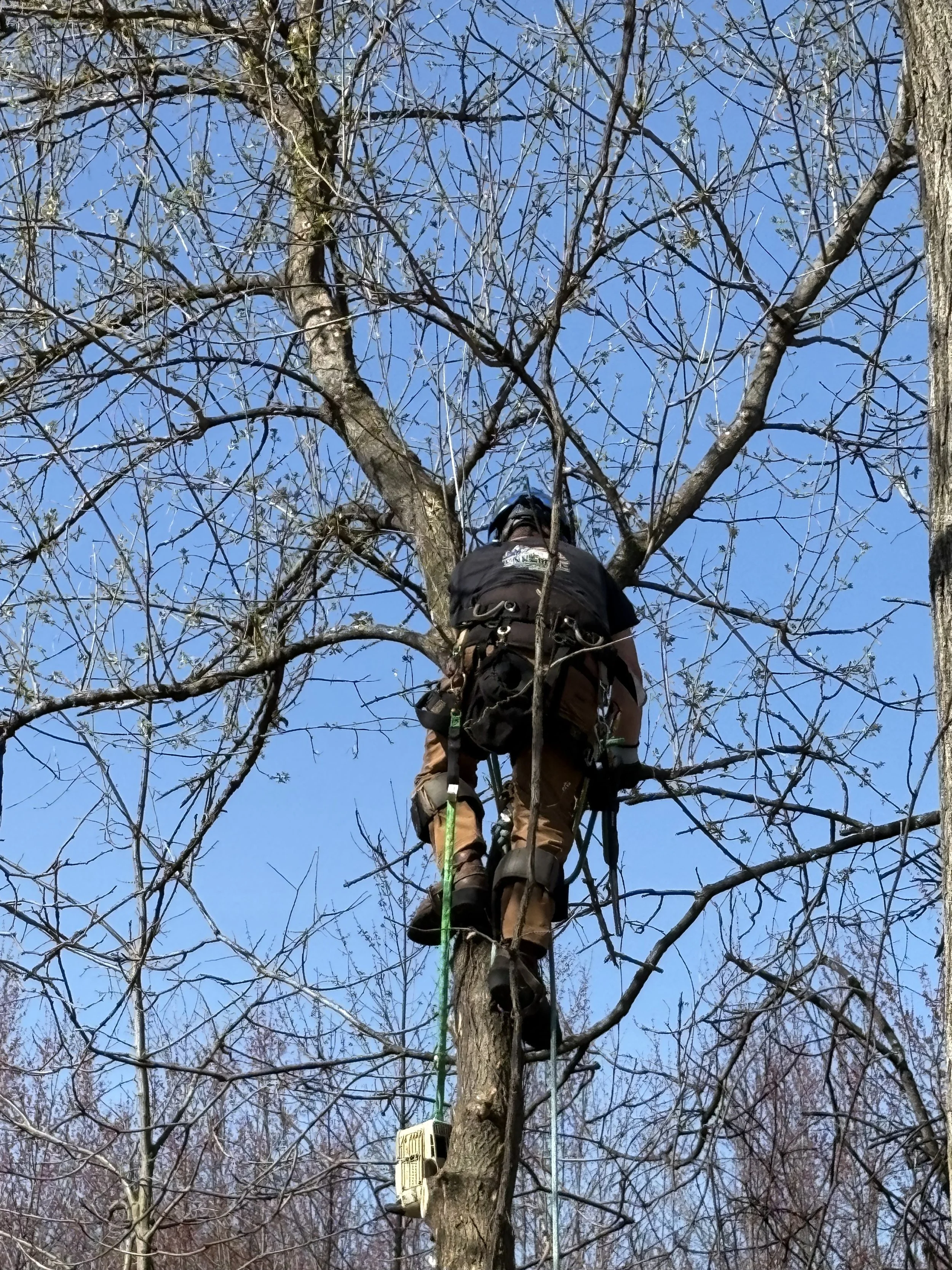 A person wearing safety gear climbing a tall tree with a harness and ropes, surrounded by leafless branches against a blue sky.