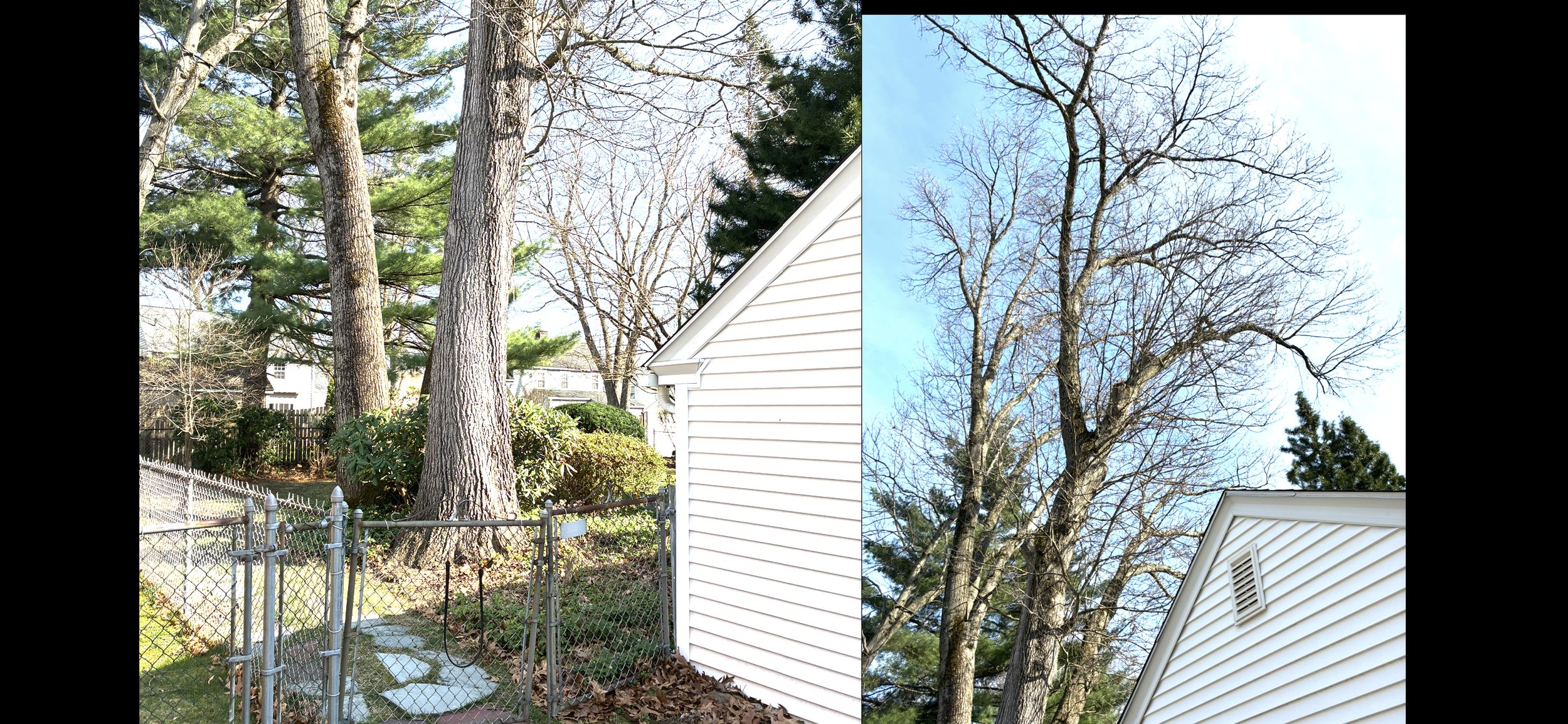Split view of two trees outside houses in a backyard. The left side shows several pine trees and a fenced yard with shrubs, while the right side depicts a large leafless tree and part of a house with white siding.