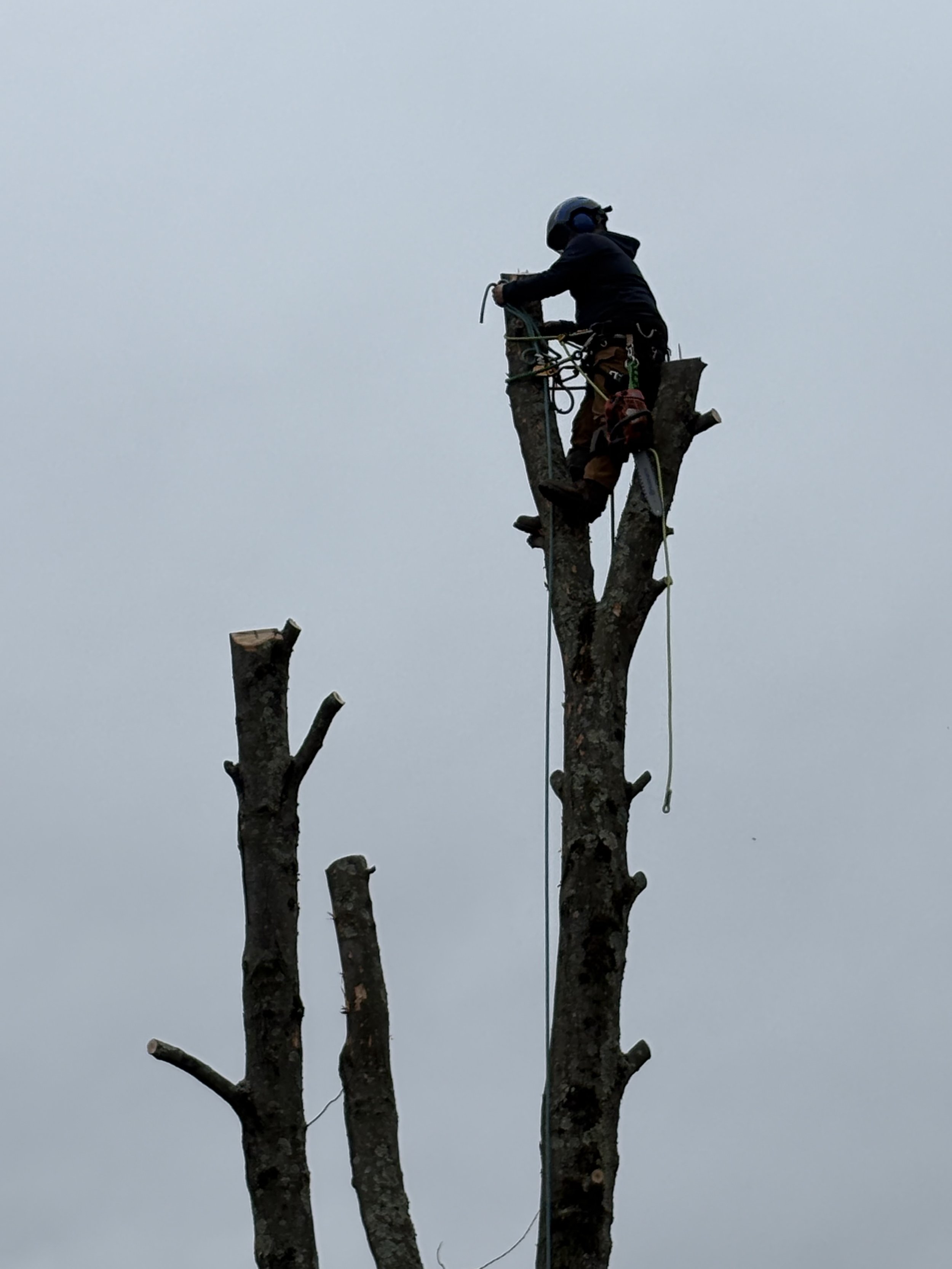 A person wearing a helmet is sitting on a tall, partially cut tree and working with tools, likely pruning or cutting the tree.