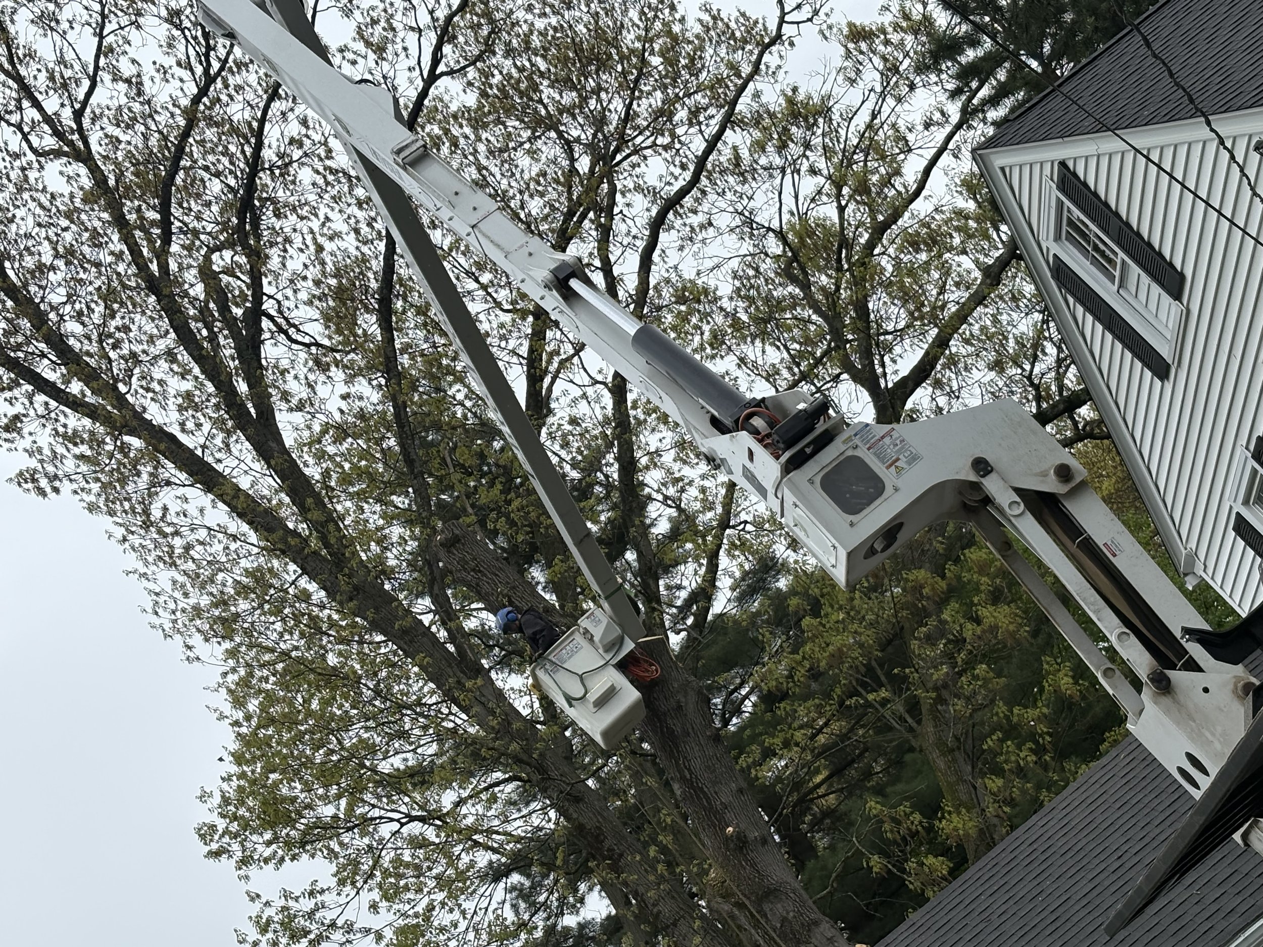 A tree with green leaves, a utility bucket truck with an extended lift, and a person working on power lines on the roof of a house.