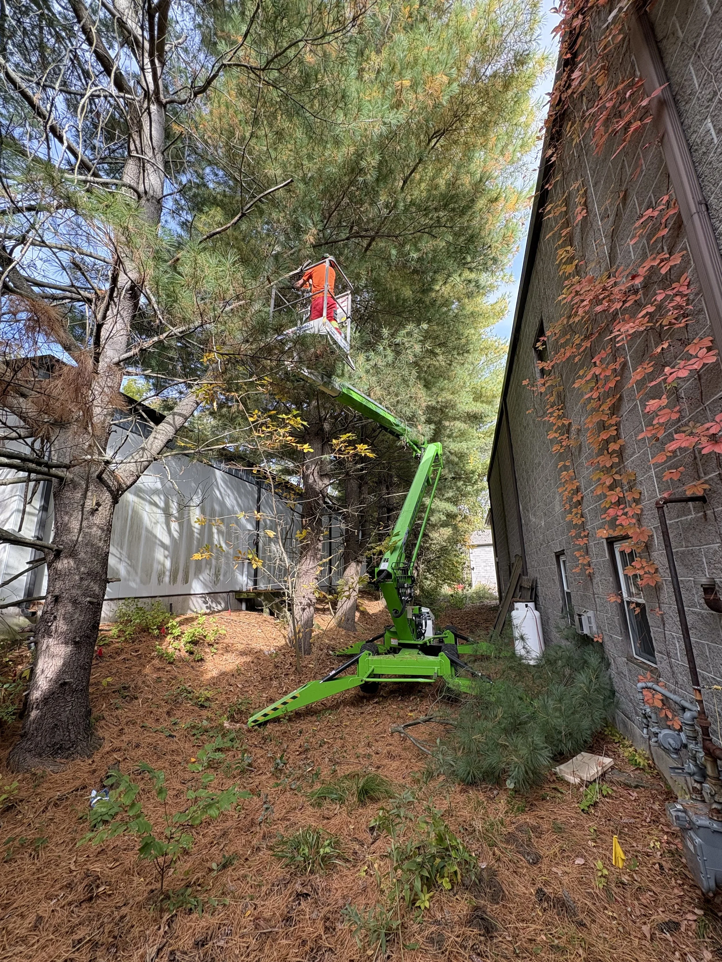 A person in an orange shirt and red pants working on a tree using a lift, located in a backyard with trees, pine needles on the ground, and a brick building with ivy on the wall.