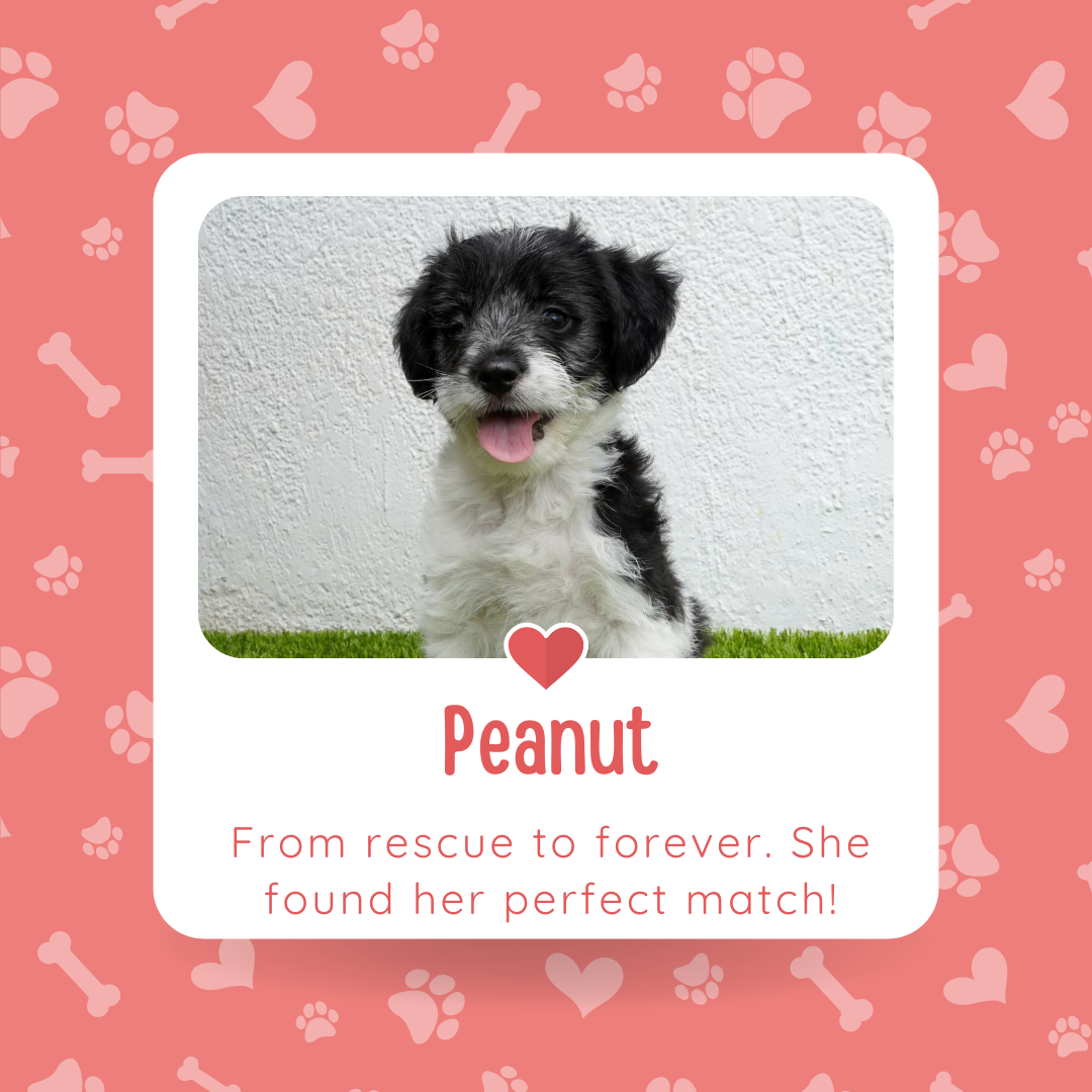 Rescue dog Peanut, a happy black and white puppy, adopted into her forever home. Cute dog on grass with tongue out, celebrating pet adoption success.