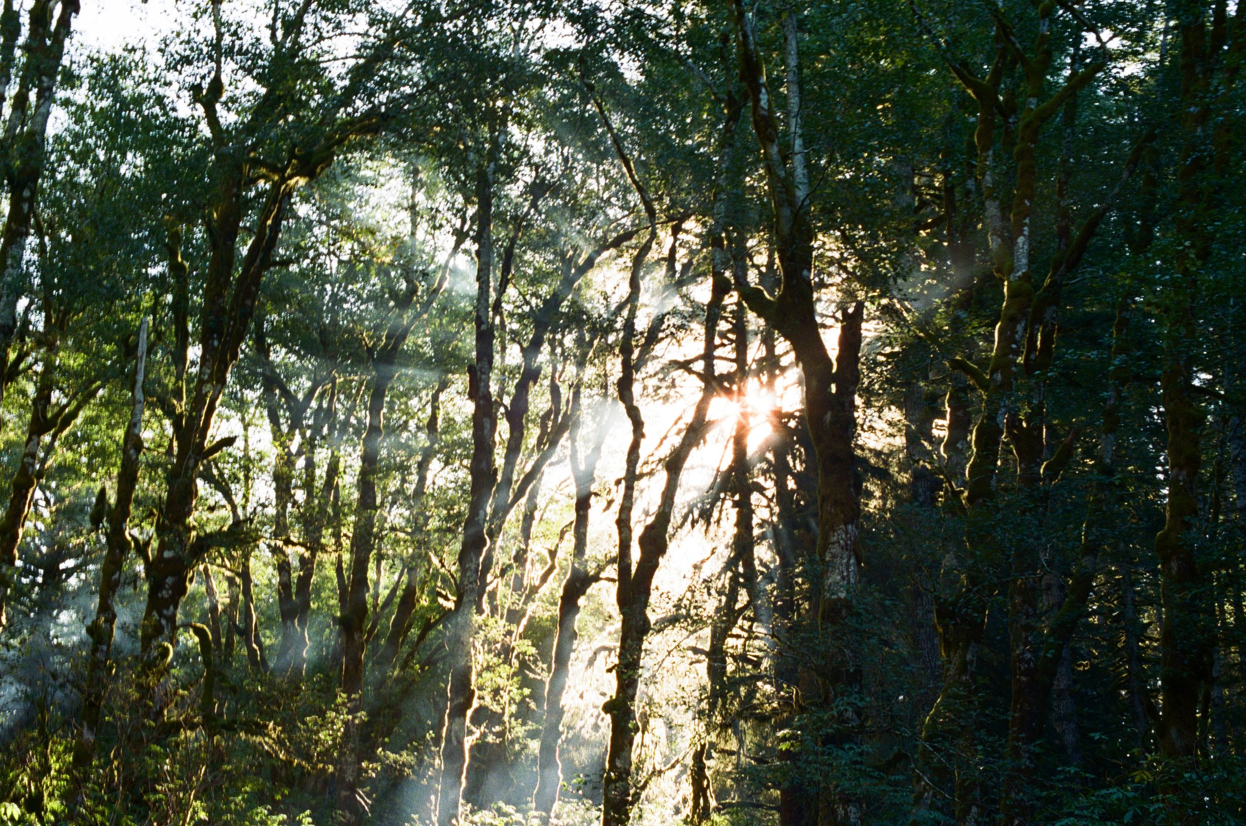 Siuslaw National Forest