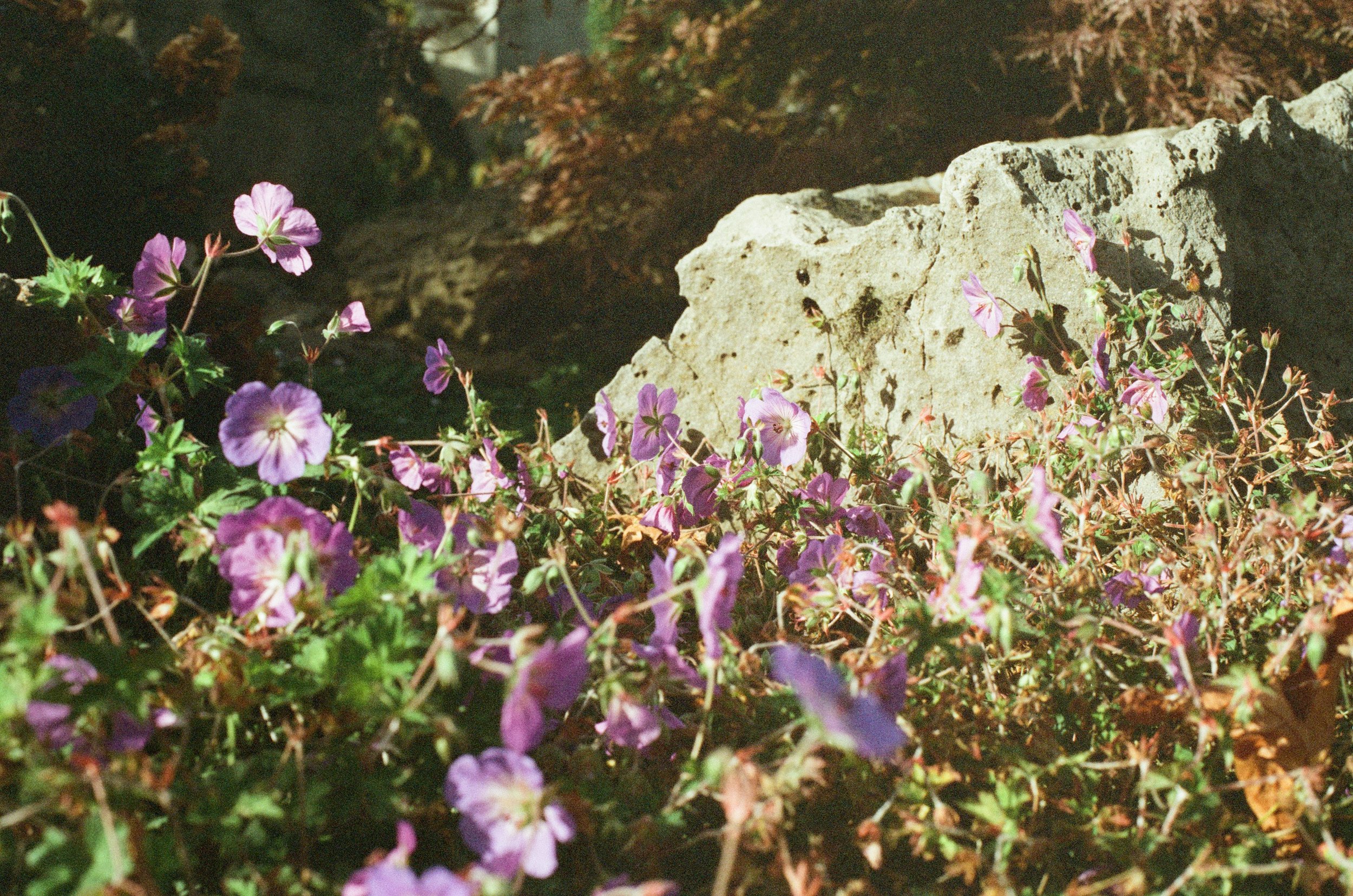 geranium, columbia river gorge