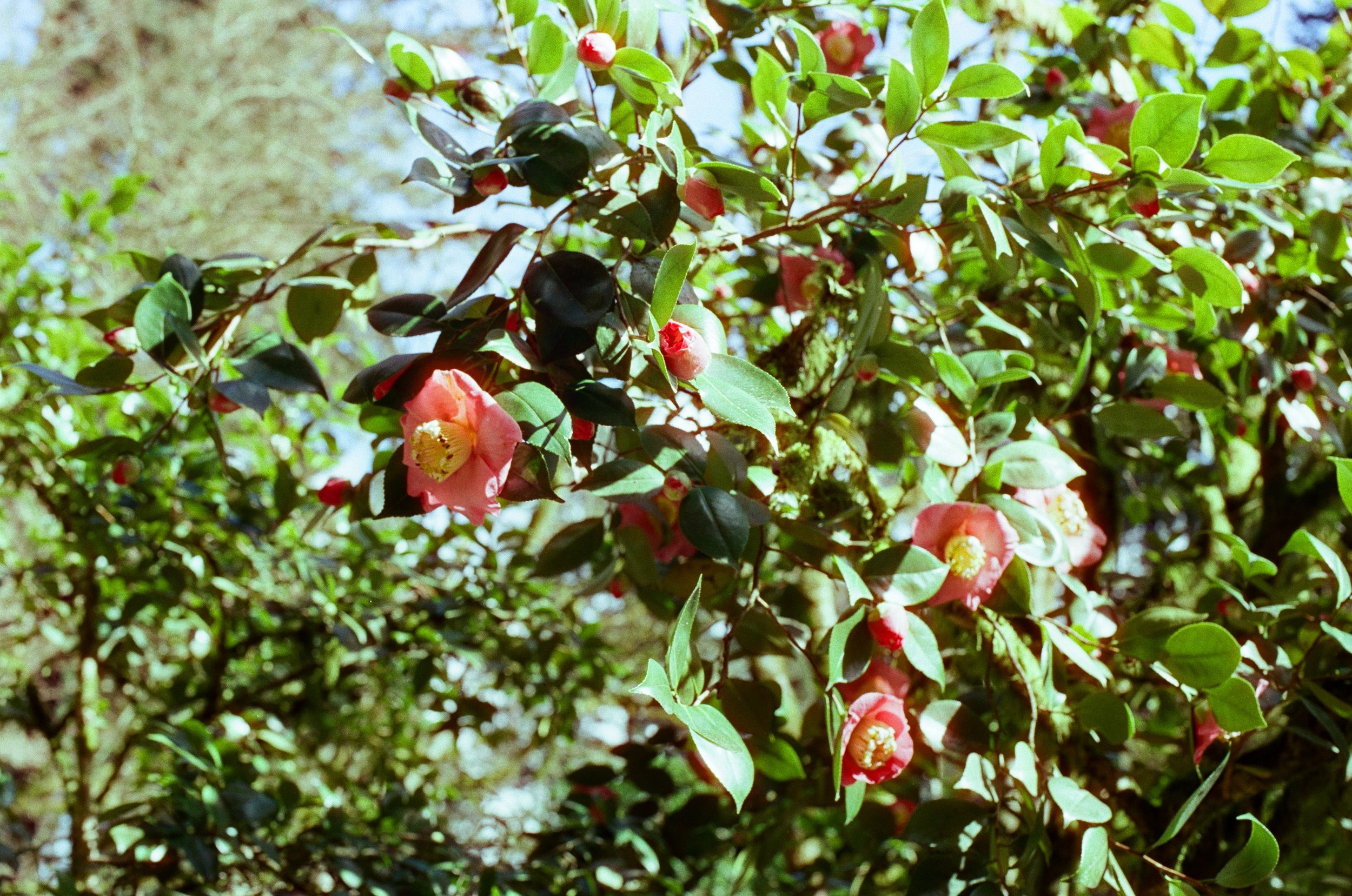 camellia japonica