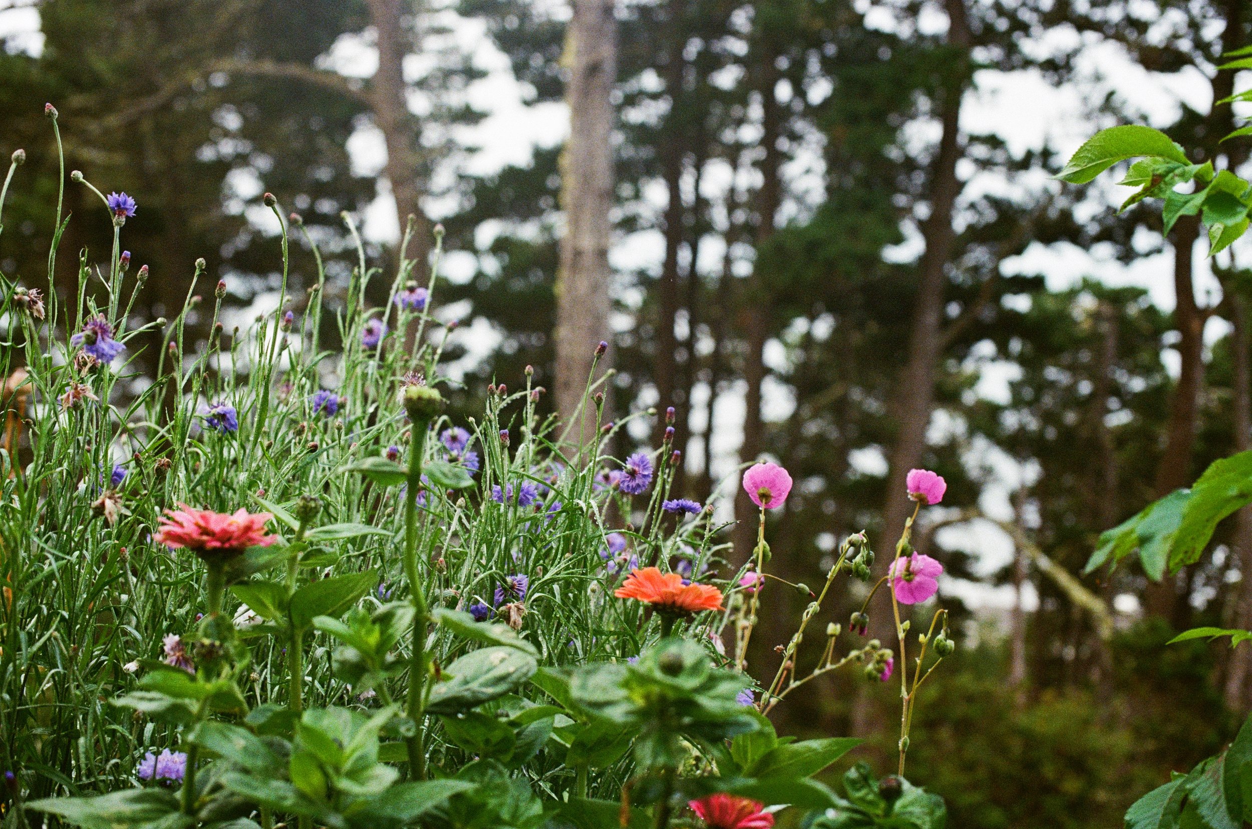 corn flowers, zinnias, corn poppies
