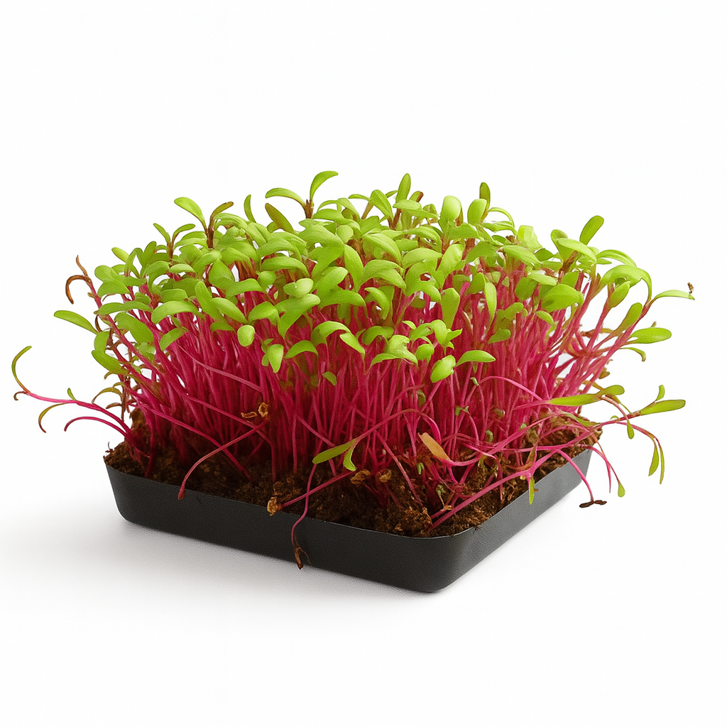 Detroit Dark Red Beet