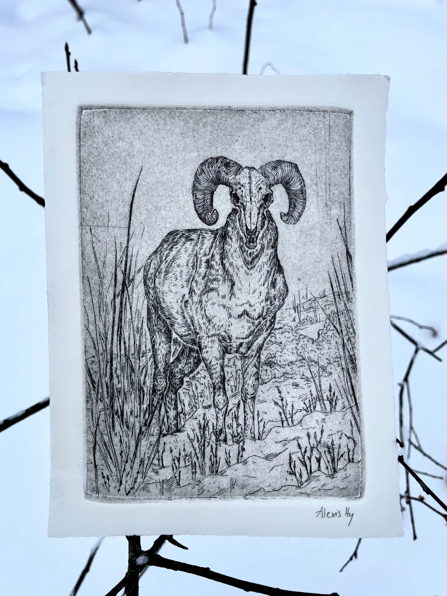 Bighorn sheep, winter. Zinc etching- I am currently working on finishing the edition. Happy New Year&rsquo;s Eve 🖤
#etching #intaglio #printmaking #art