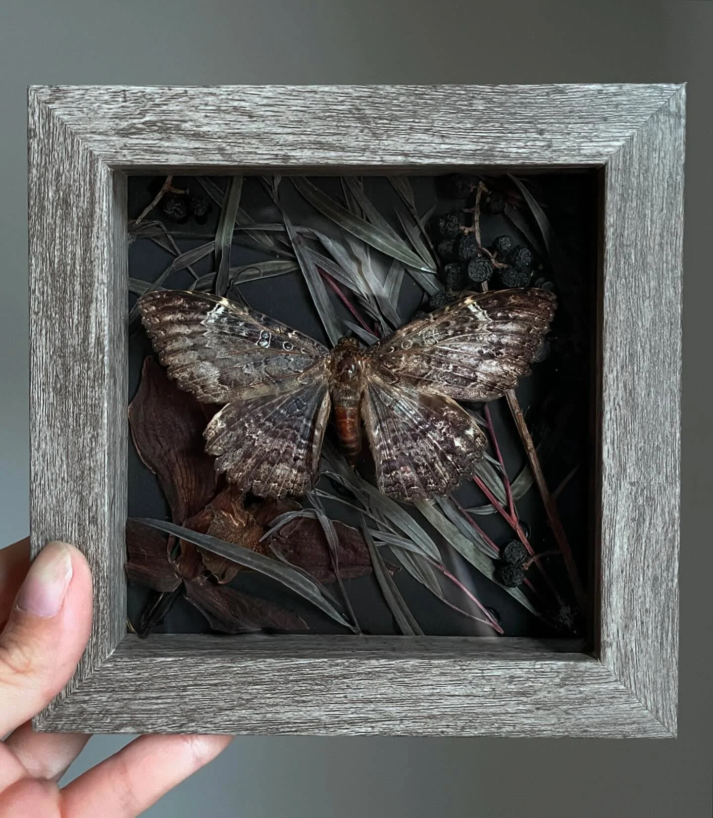 I&rsquo;m really happy with how this one turned out! I&rsquo;m not 100% sure of the moth species but I&rsquo;m thinking Letis Xylia. The plants are Feather Eucalyptus, Privet Berry, and Cymbidium orchid. 

#moth #mothpinning #insect #oddities #nature