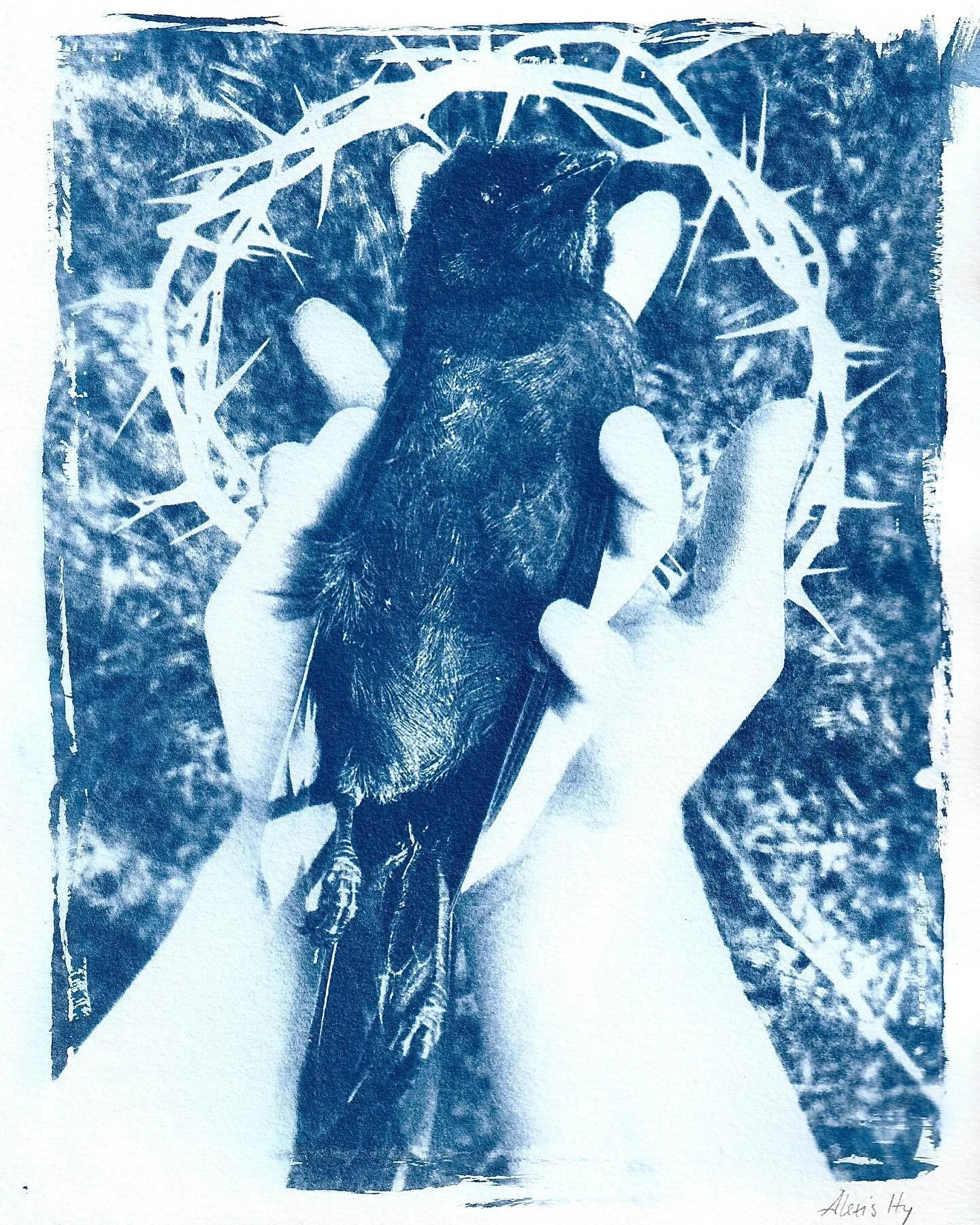 Pure and beloved, lost. Cyanotype, with love

#cyanotype #print #loss #death #bird #mourning #love #memory #art #cyanotypeprint