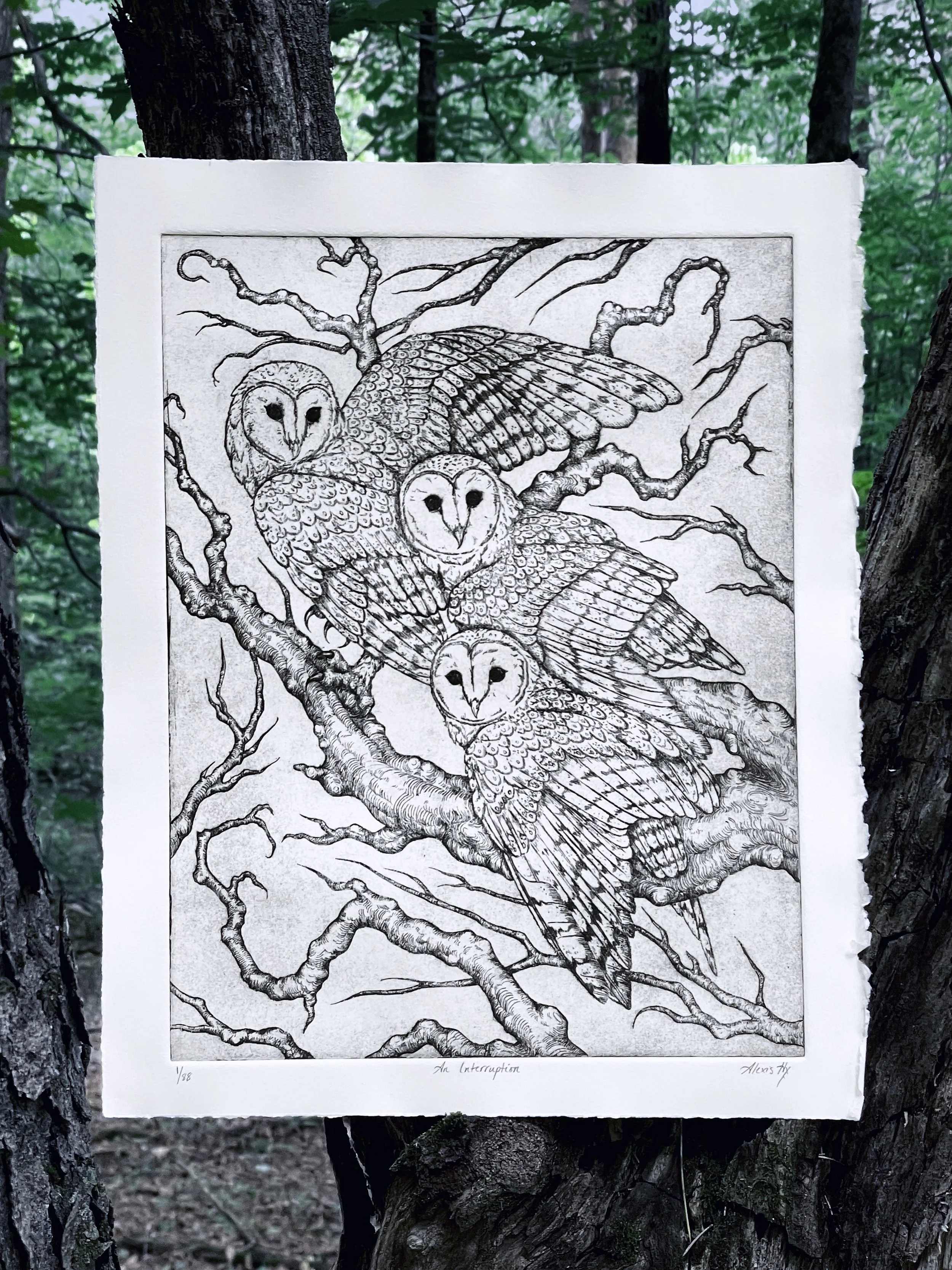 &ldquo;An Interruption&rdquo; - Etching on 11x14&rdquo; Canson Edition Paper. Edition of 88. 
These prints are my precious babies now.

#etching #barnowl #birdart #printmaking