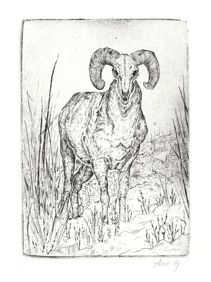 "Winter - Bighorn Sheep"