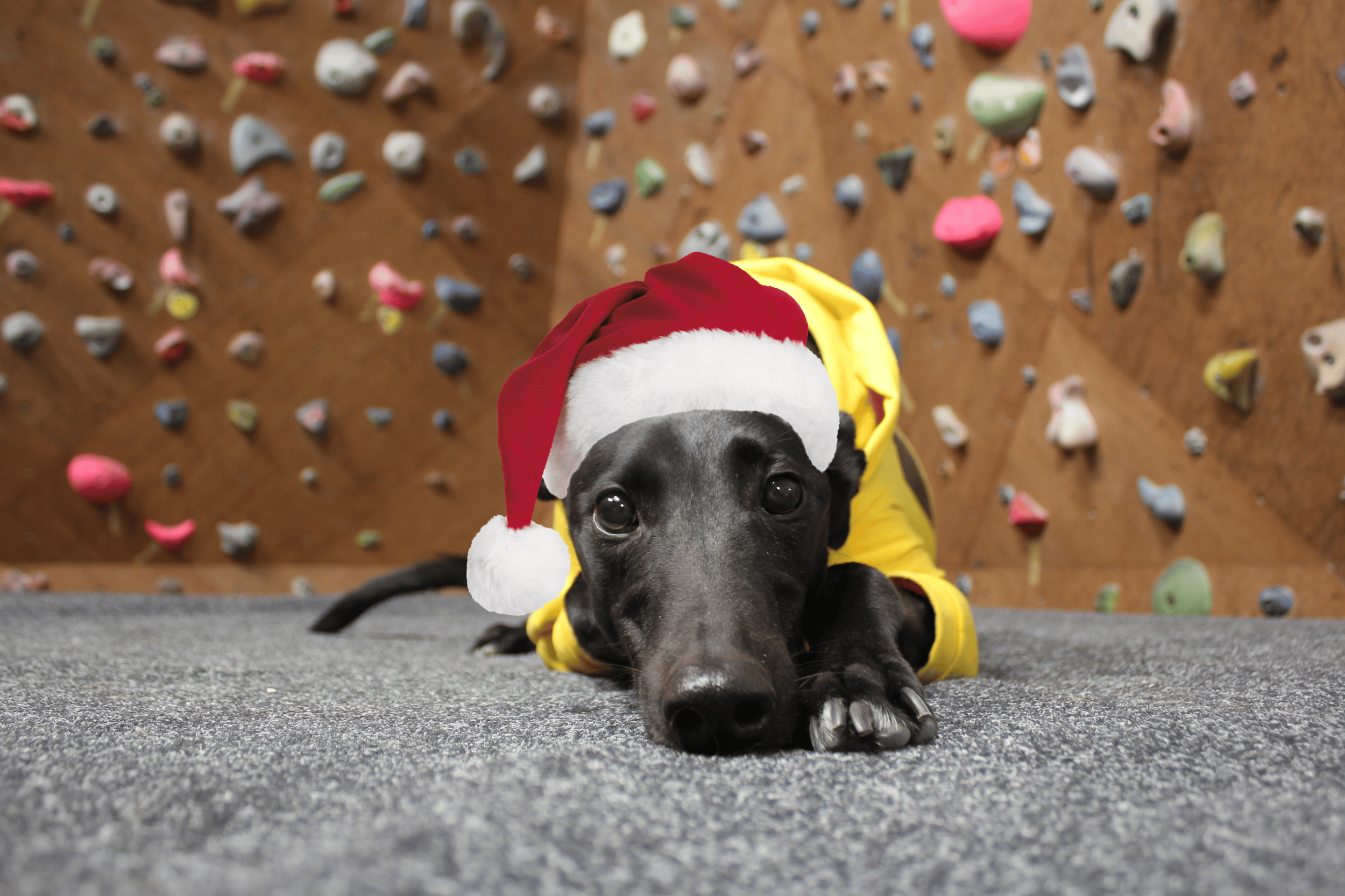 Freddie Climbing Wall