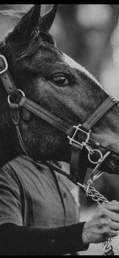 Close-up of a black horse's head wearing a bridle, held by a person in a dark shirt, in grayscale.