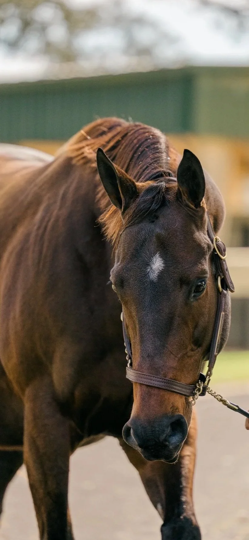 Close-up of a brown horse wearing a halter, with a white star mark on its forehead, standing outdoors.