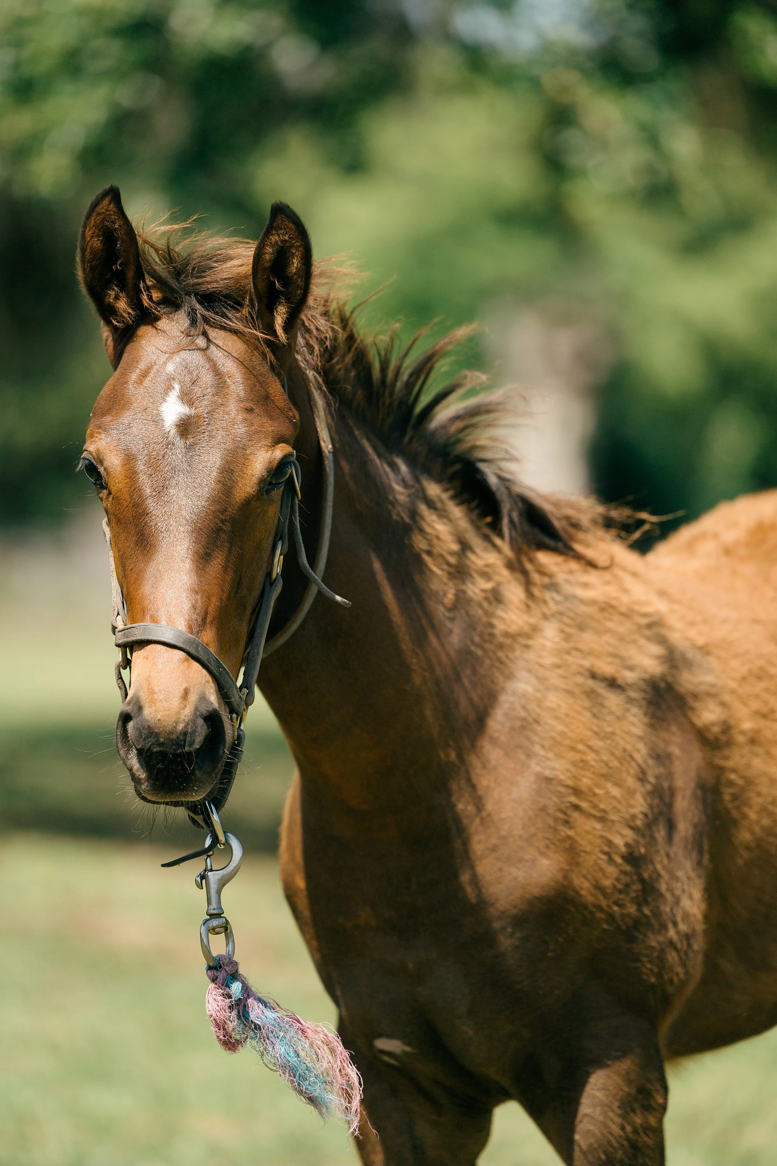 Close-up of a brown horse with a white mark on its forehead, standing outdoors with a blurred green background.