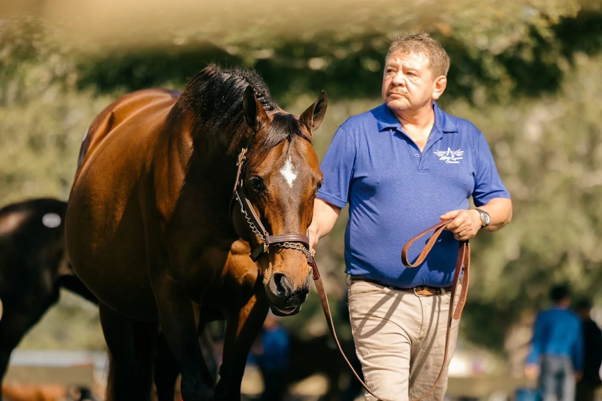 A man in a blue polo shirt holding a brown horse with a white star on its forehead outdoors.
