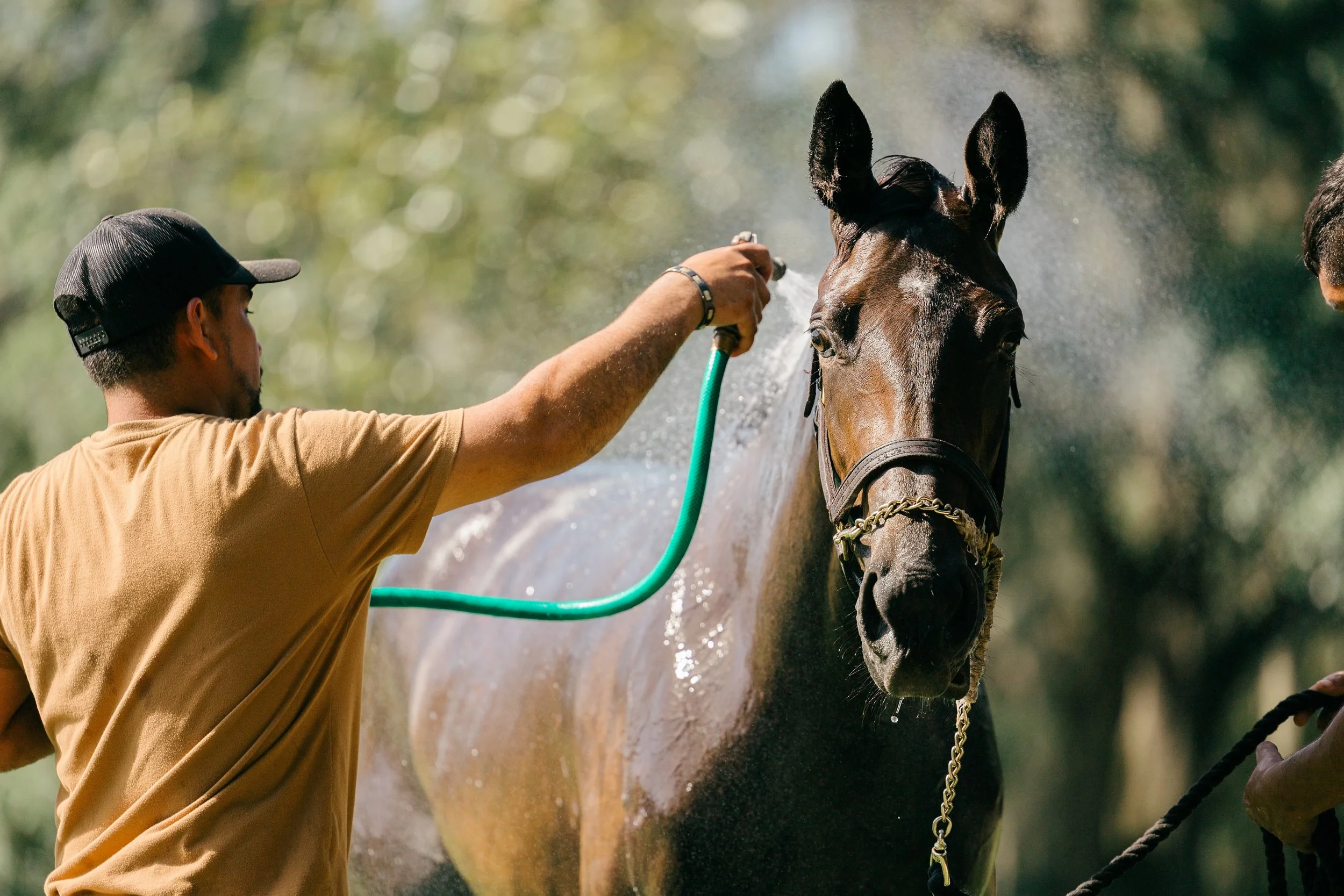 A person is using a hose to spray water on a horse, which is being held by someone else. The horse is wet and facing forward.