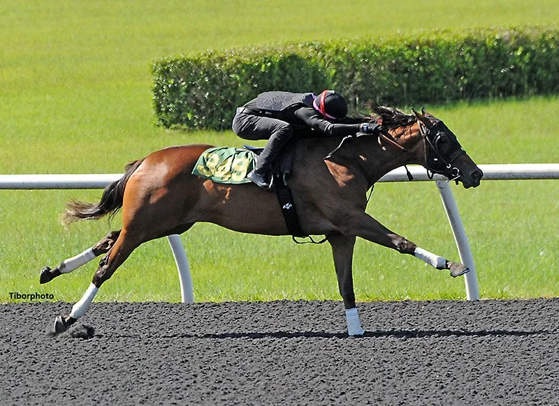 A jockey riding a galloping racehorse on a racetrack, with green grass and a hedge in the background.
