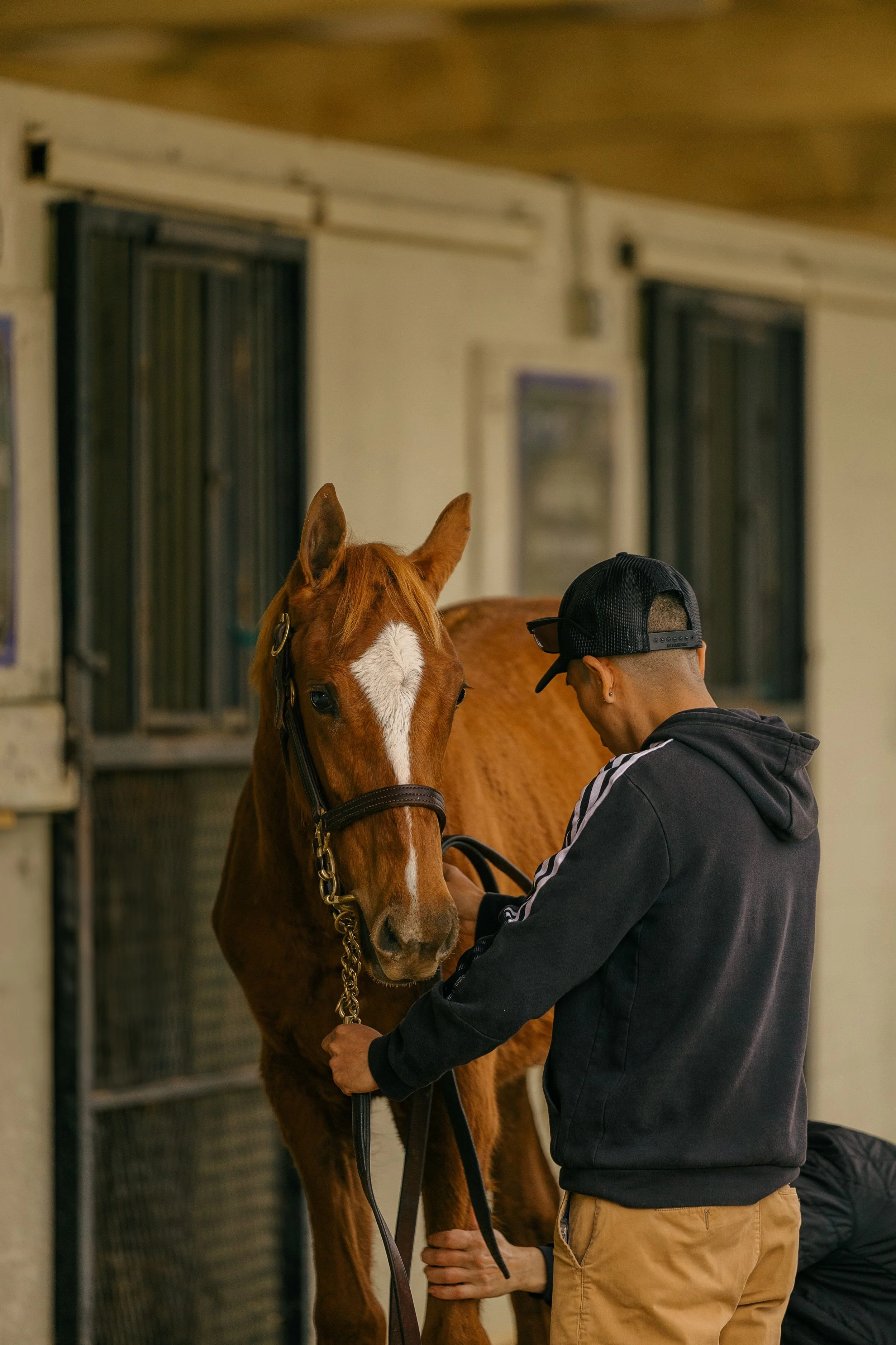 A man wearing a black hoodie and tan pants is grooming a chestnut horse with a white star-shaped mark on its forehead inside a stable.