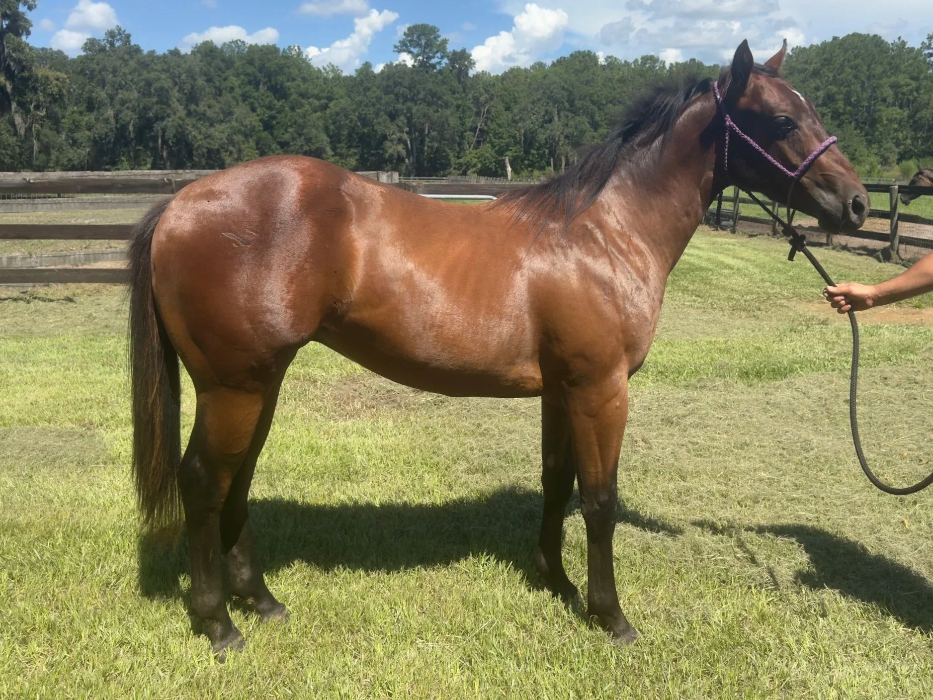 AE SKYWALKERR - 2024 Colt