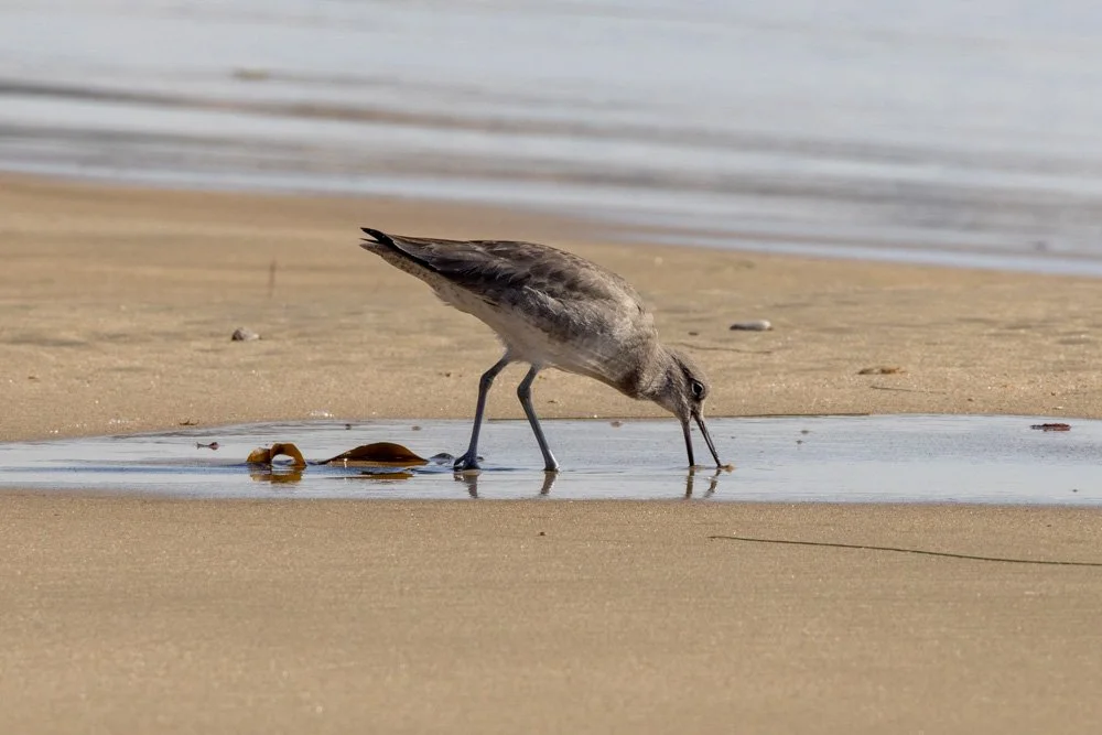 20231129-1205-California Trip-WEBSITE-45.jpg