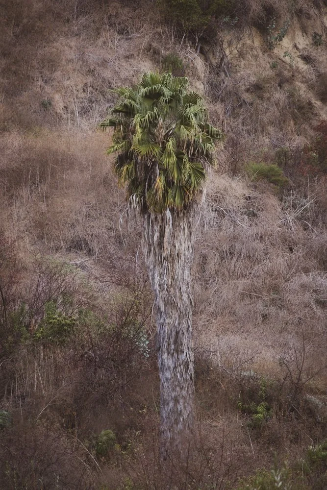 20231129-1205-California Trip-WEBSITE-3.jpg