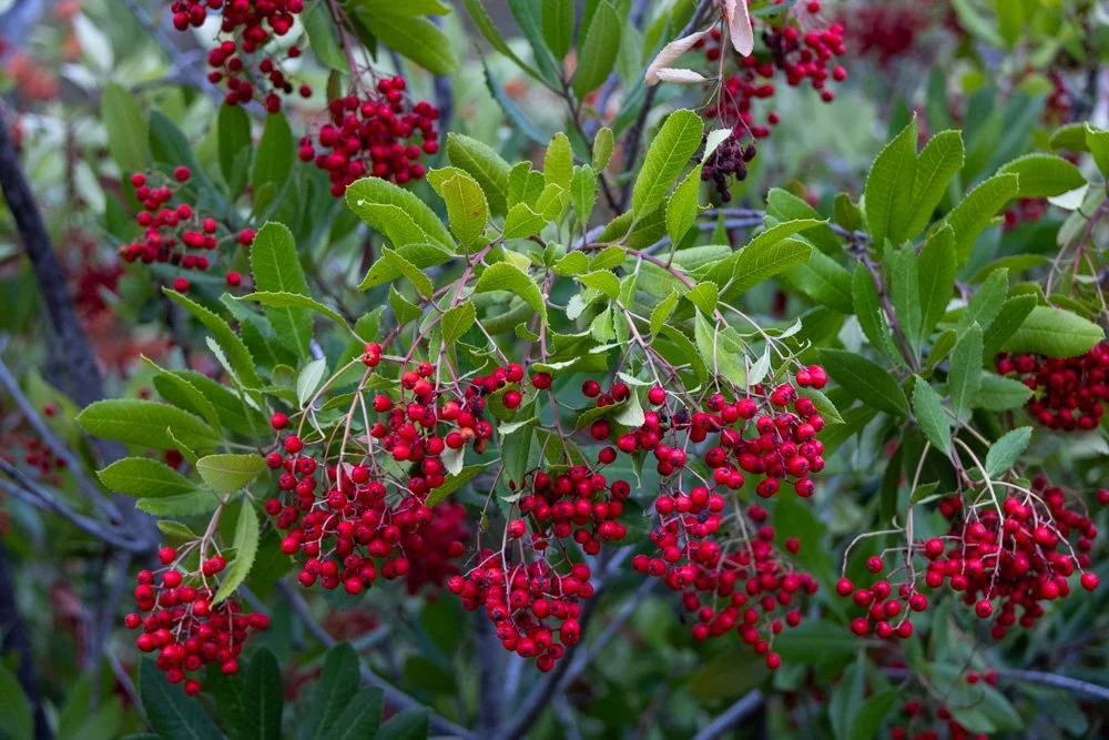 20231129-1205-California Trip-WEBSITE-11.jpg