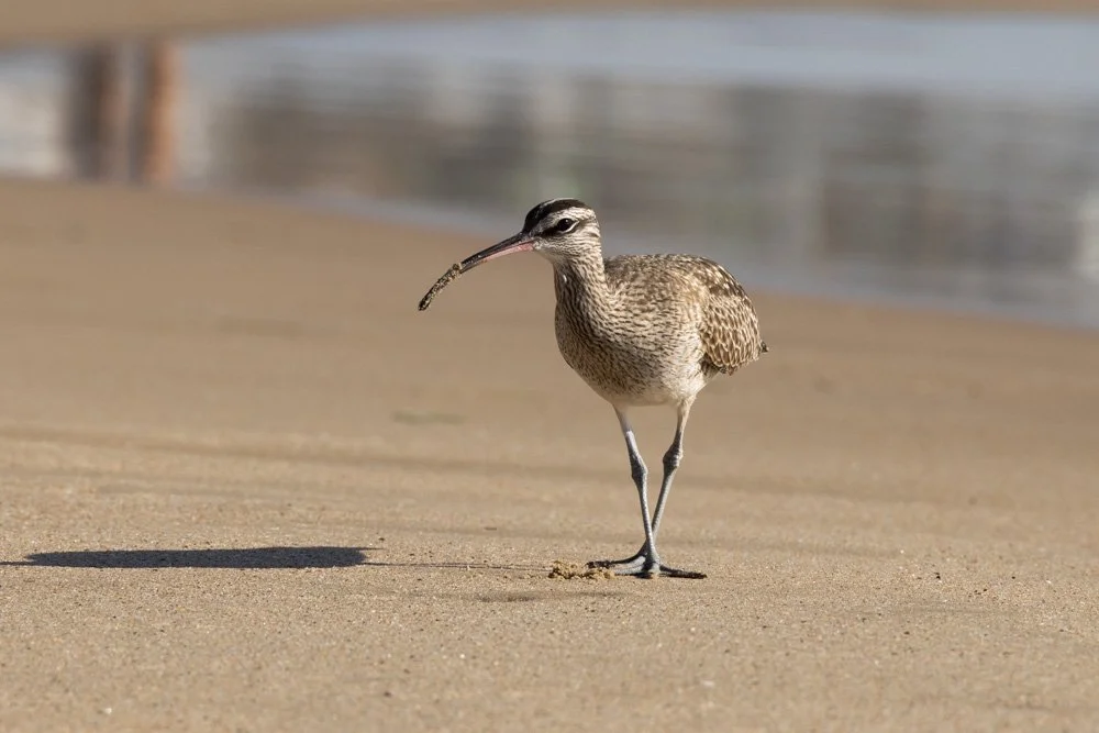 20231129-1205-California Trip-WEBSITE-48.jpg