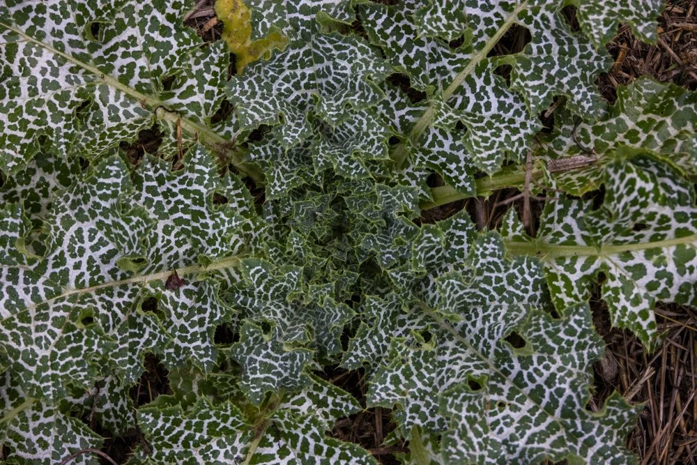 20231129-1205-California Trip-WEBSITE-4.jpg