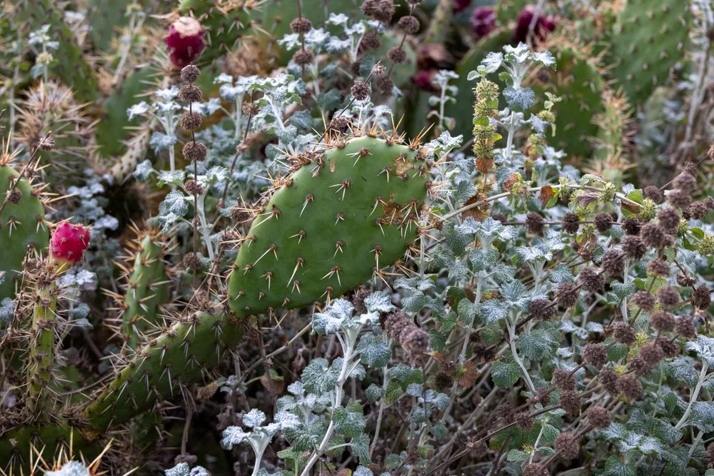 20231129-1205-California Trip-WEBSITE-18.jpg