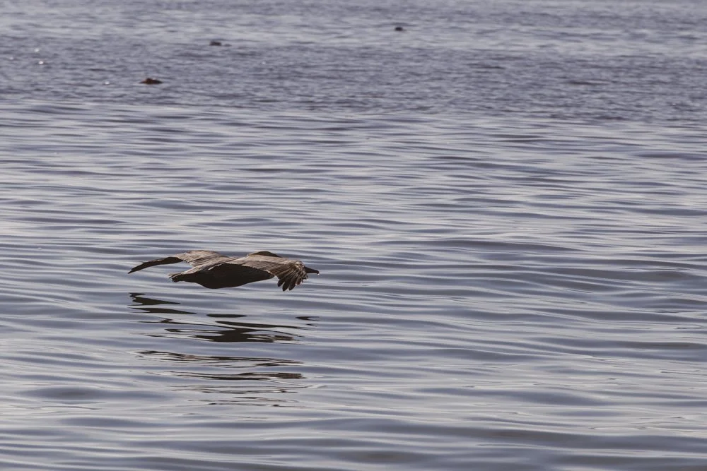 20231129-1205-California Trip-WEBSITE-47.jpg