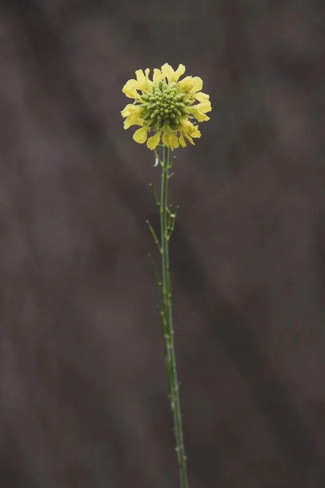 20231129-1205-California Trip-WEBSITE-6.jpg