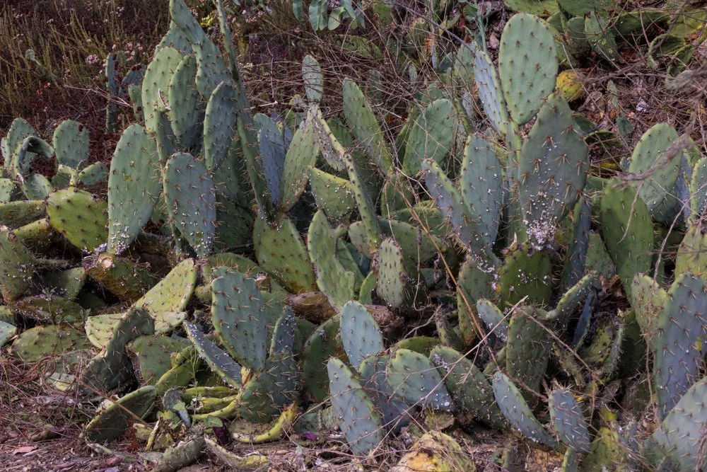 20231129-1205-California Trip-WEBSITE-14.jpg