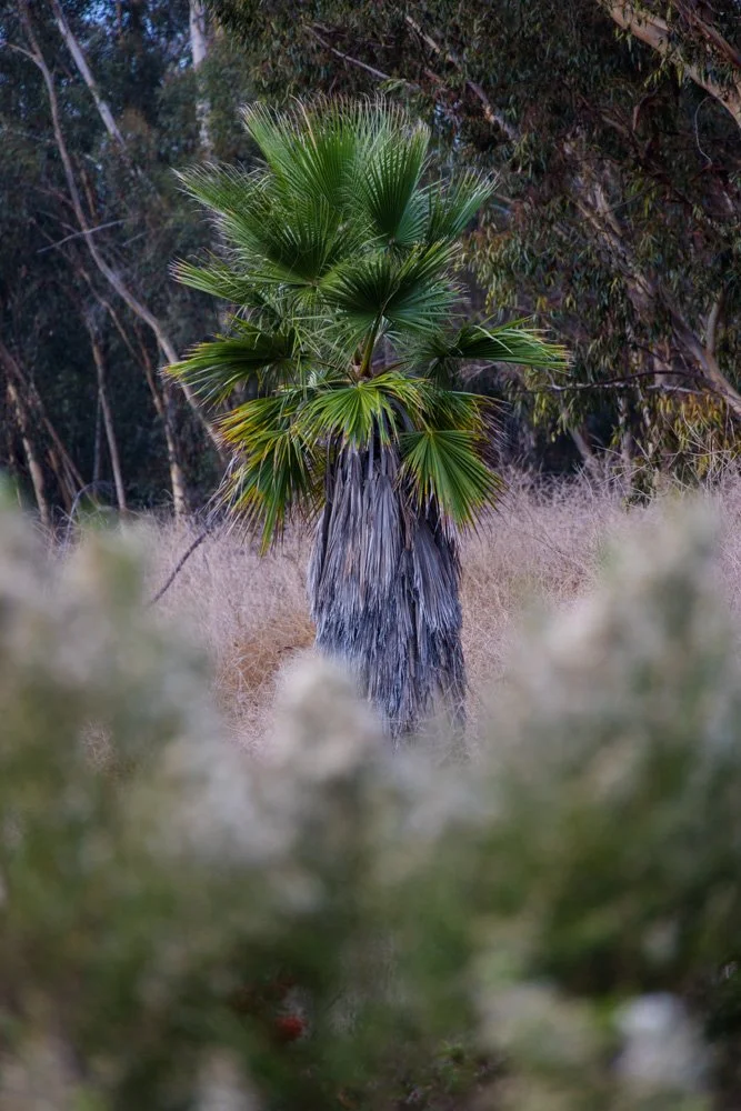 20231129-1205-California Trip-WEBSITE-10.jpg