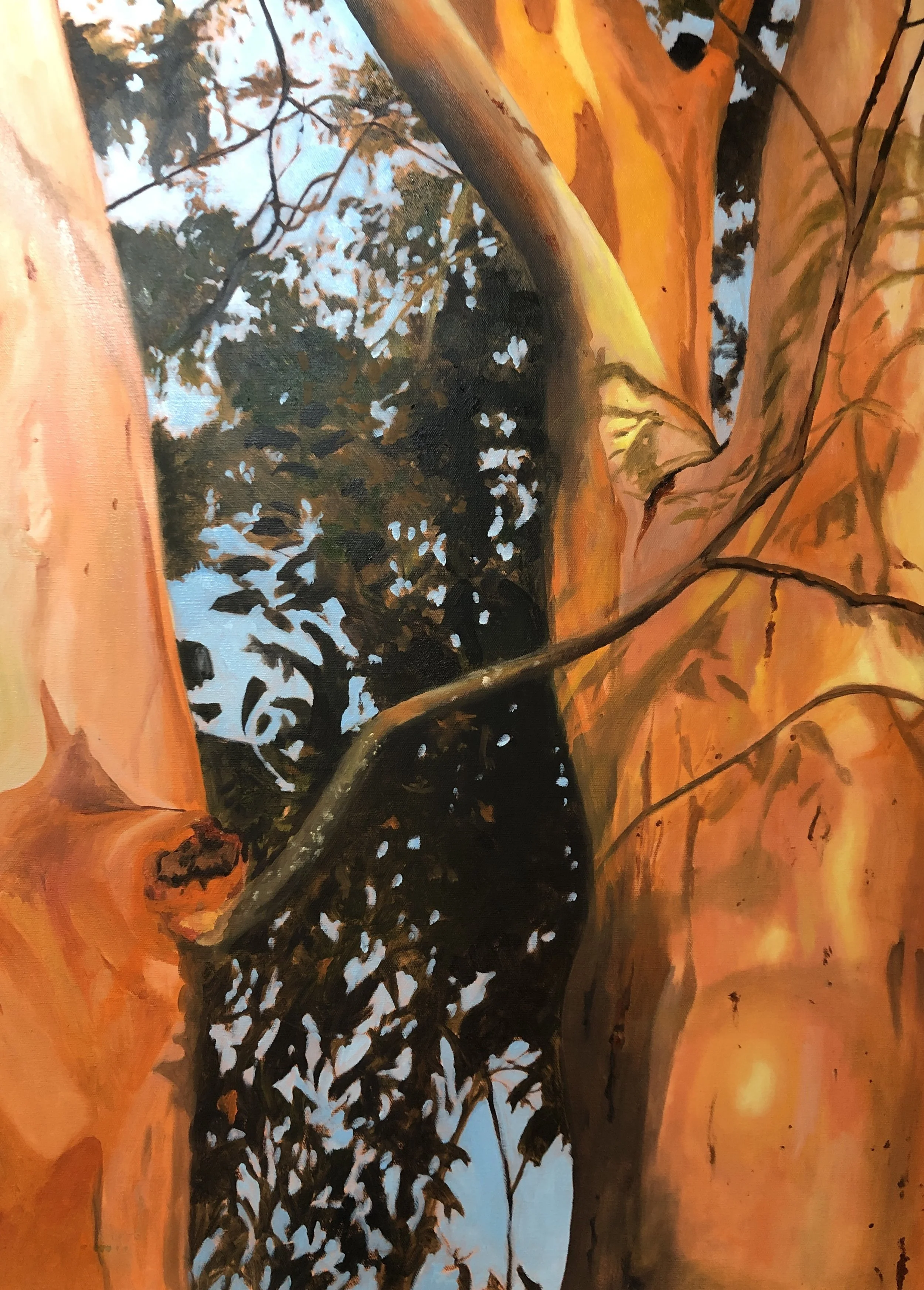 Close-up of tree bark with orange and brown hues, showing textured bark and dark branches against a background of light blue sky with scattered clouds.