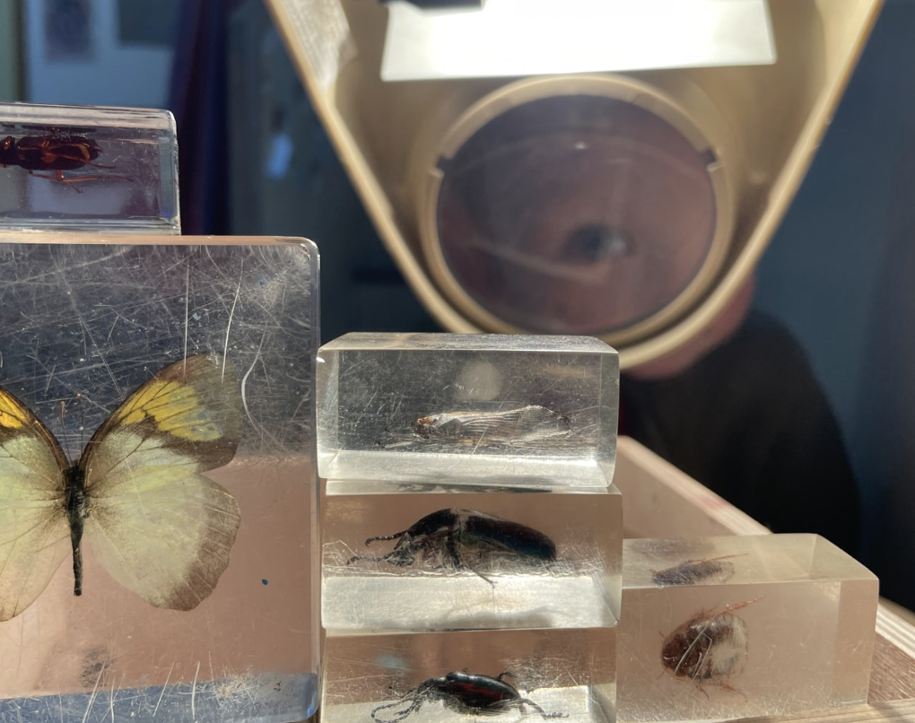Close-up of multiple preserved insects displayed in transparent blocks, including a butterfly with yellow and black wings, a beetle, and other small insects, with a magnifying glass in the background.
