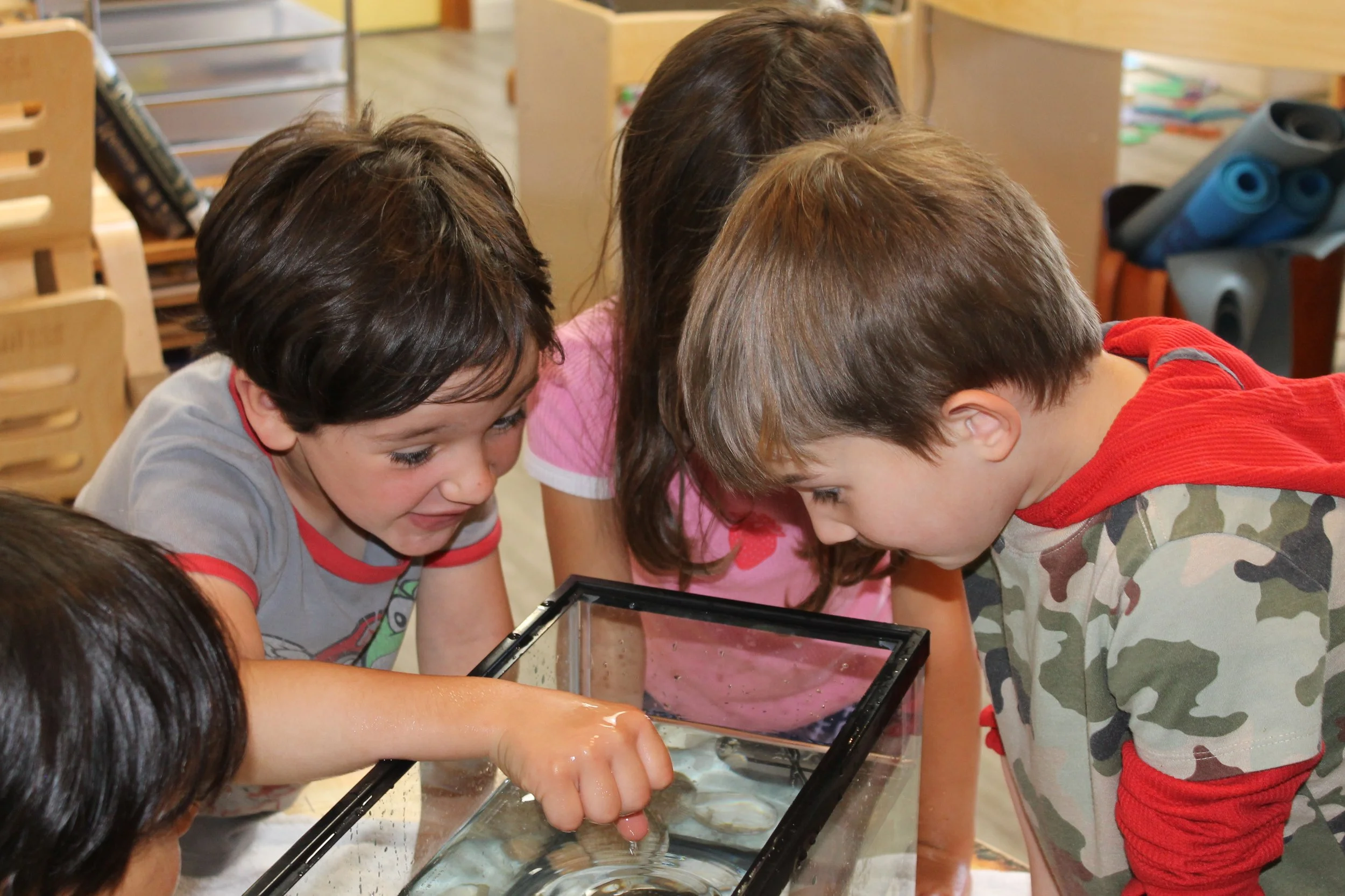 Children gathered around looking at an aquarium tank, observing sea creatures.