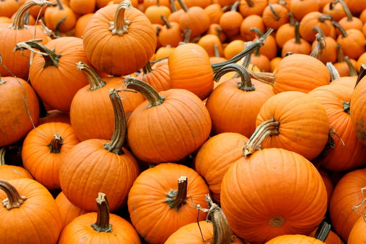 Halloween Trivia !