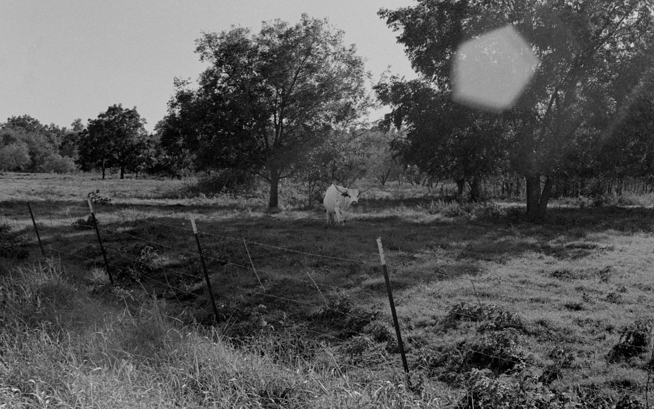 Theo Johnson_Elm Bottom Circle_2025.jpg